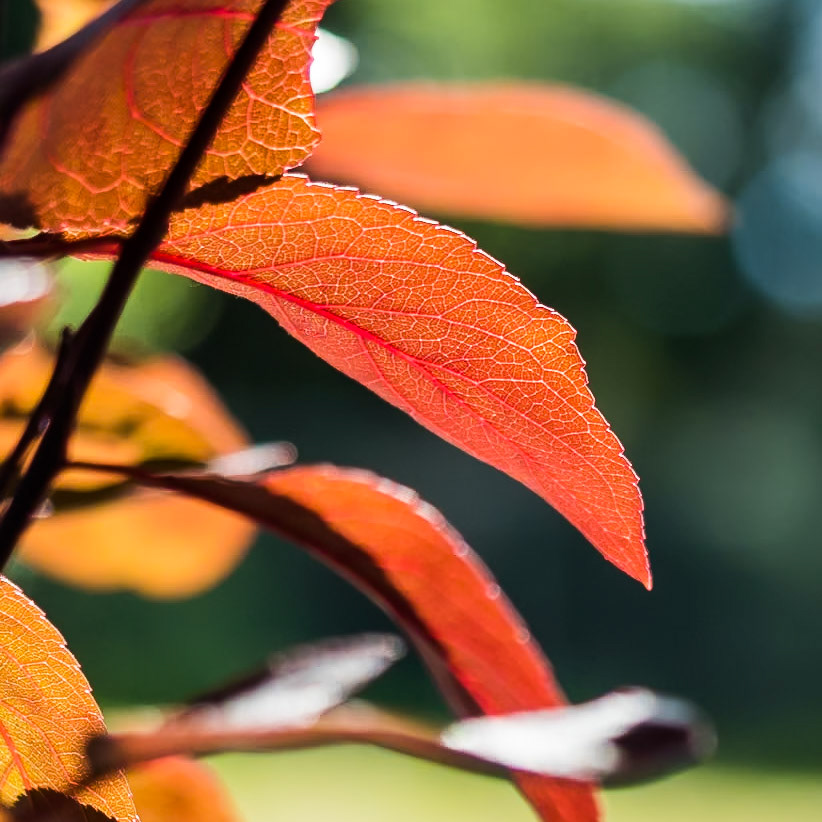 15604253 Backlit Orange Leaves