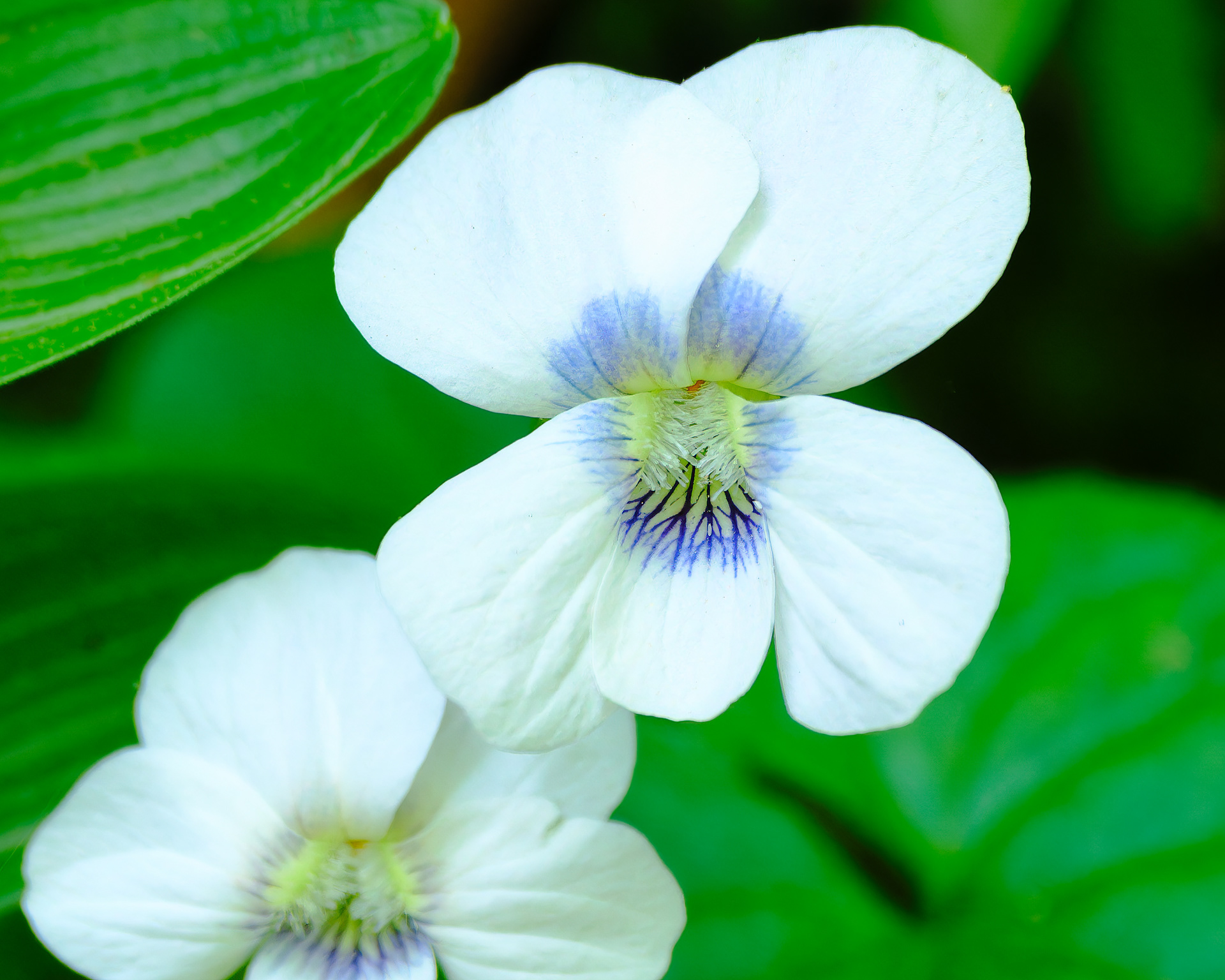 250513-284 Violets (Genus Viola)