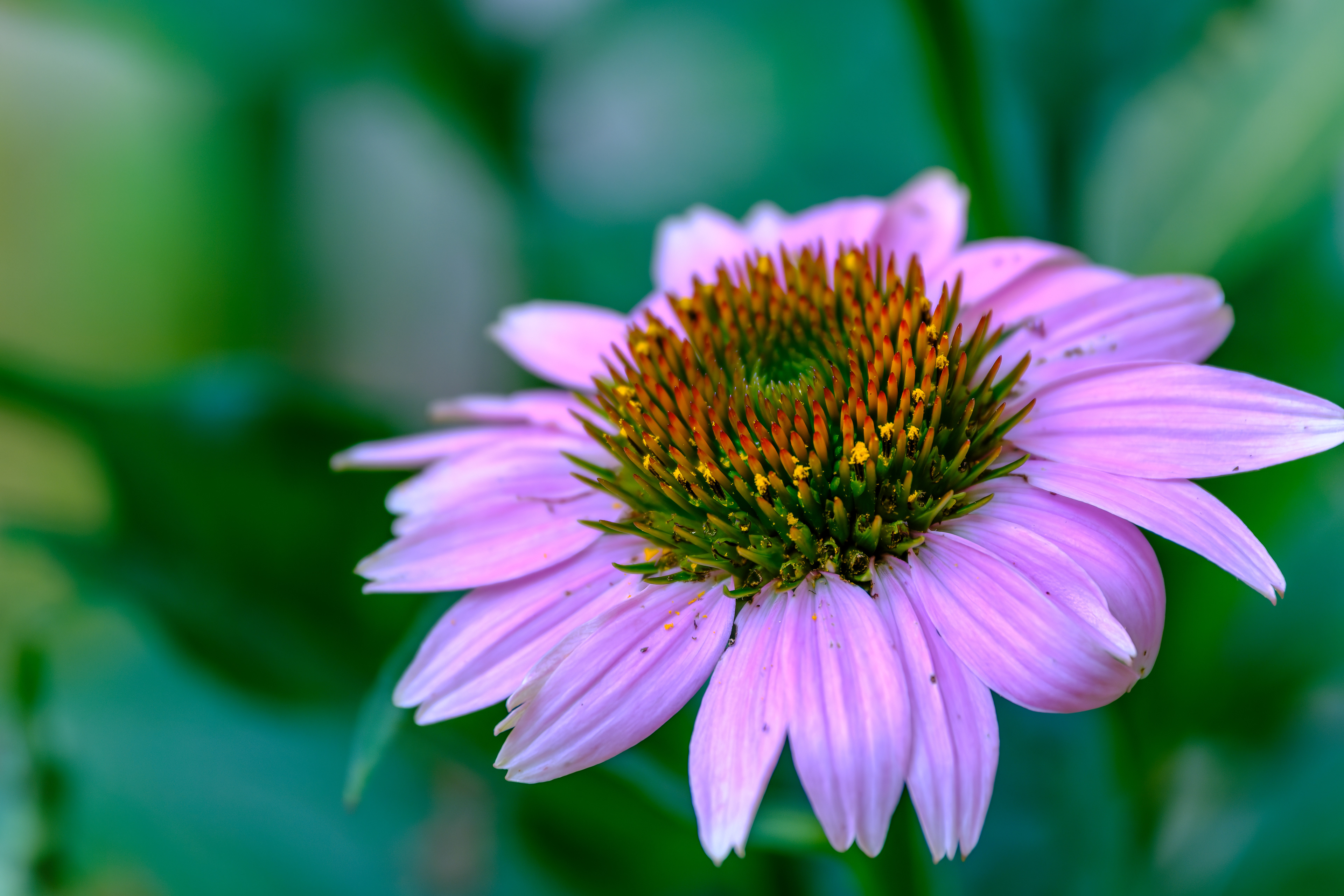 260712-790 Purple Coneflower (Echinacea purpurea)