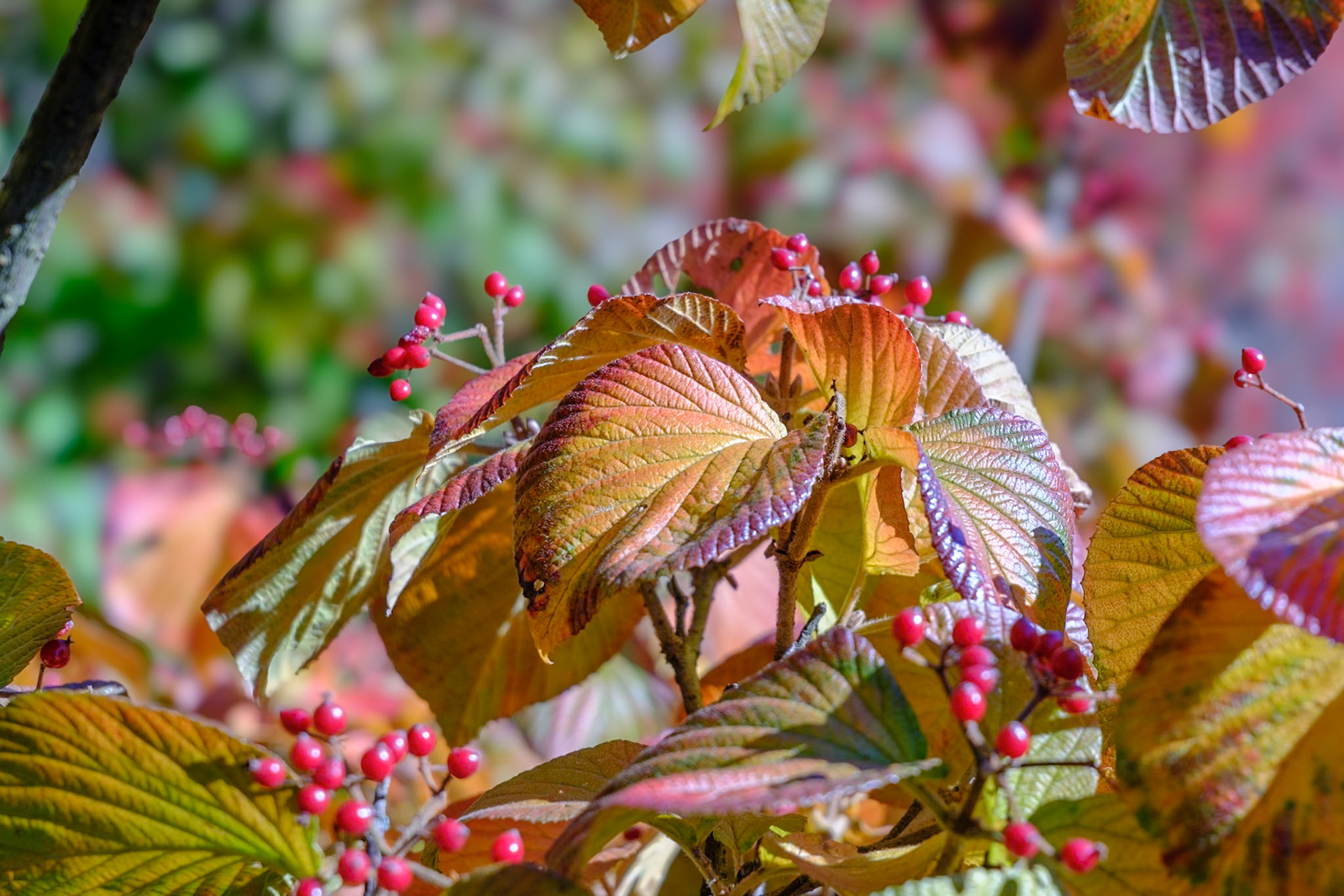 241020-208 Viburnums (Genus Viburnum)