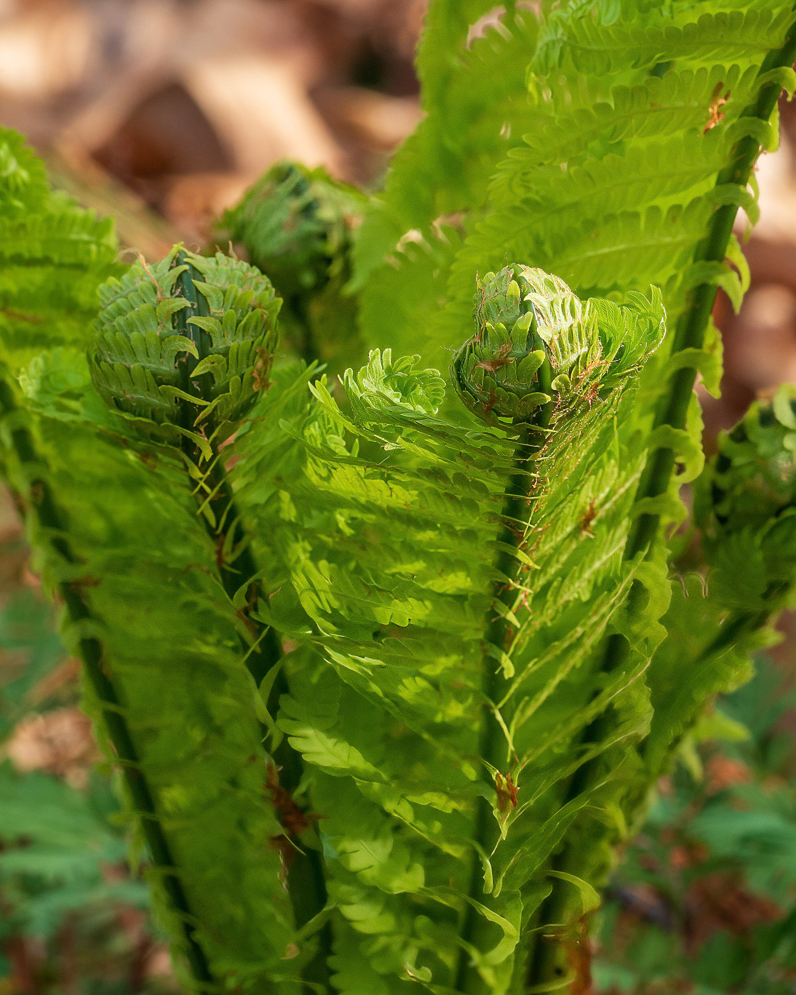 24417-049 Fiddleheads