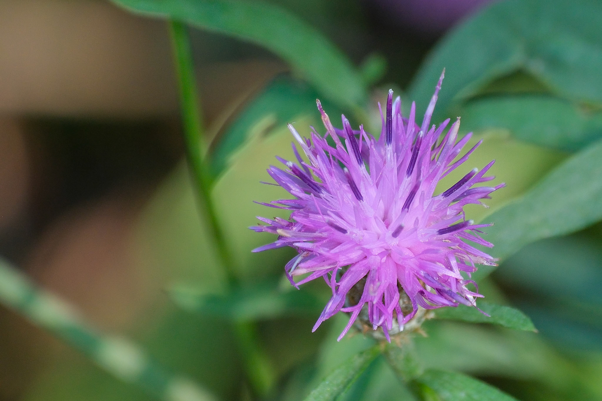 240915-755 Black Knapweed (Centaurea nigra)