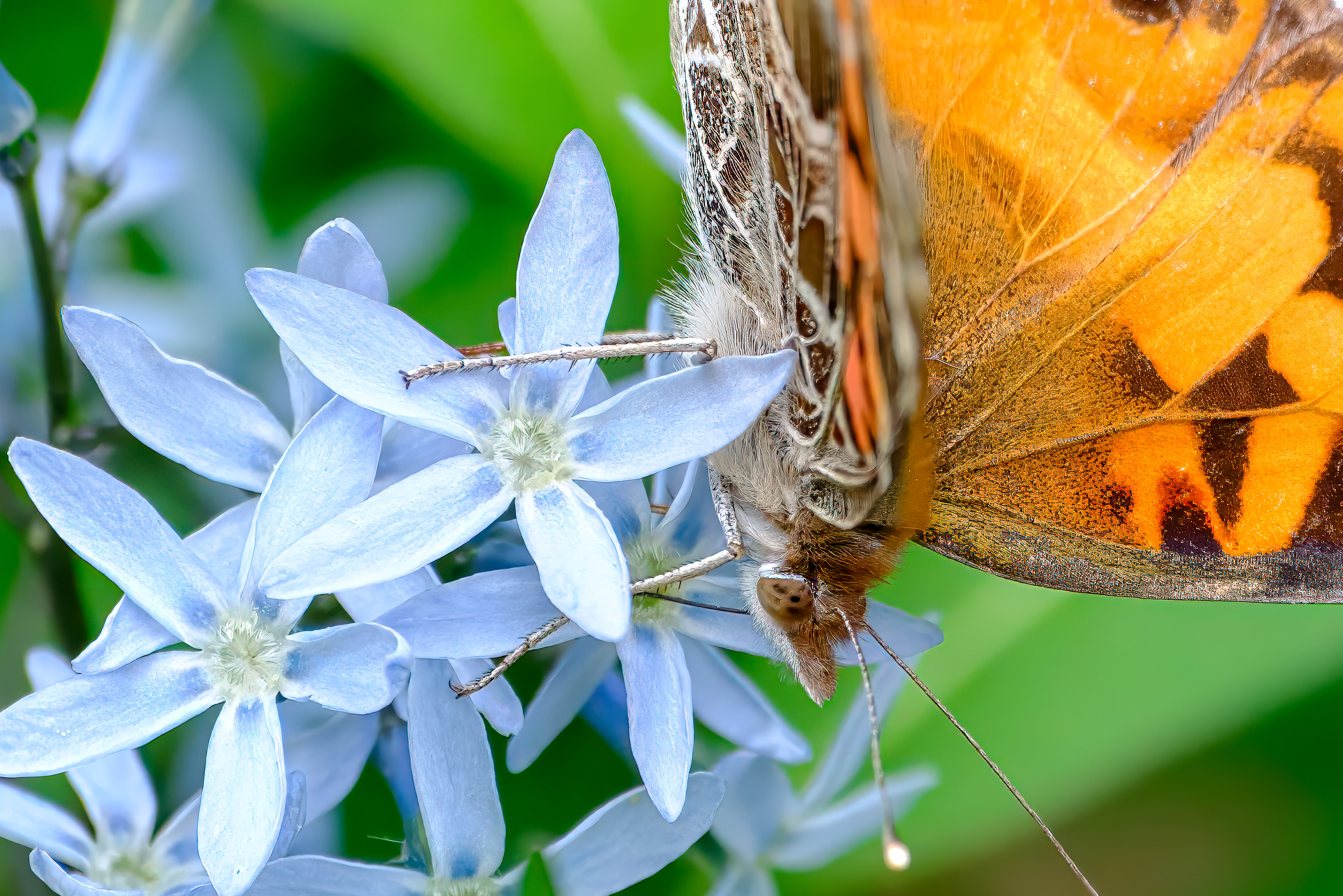 250504-150 American Lady (Vanessa virginiensis) on Eastern Bluestar (Amsonia tabernaemontana)