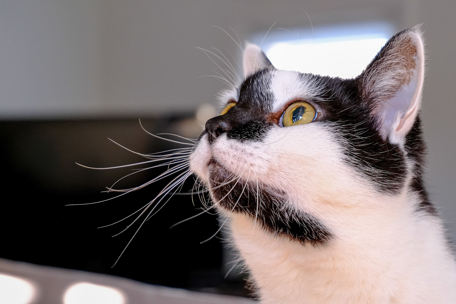 241116-525 House Cat