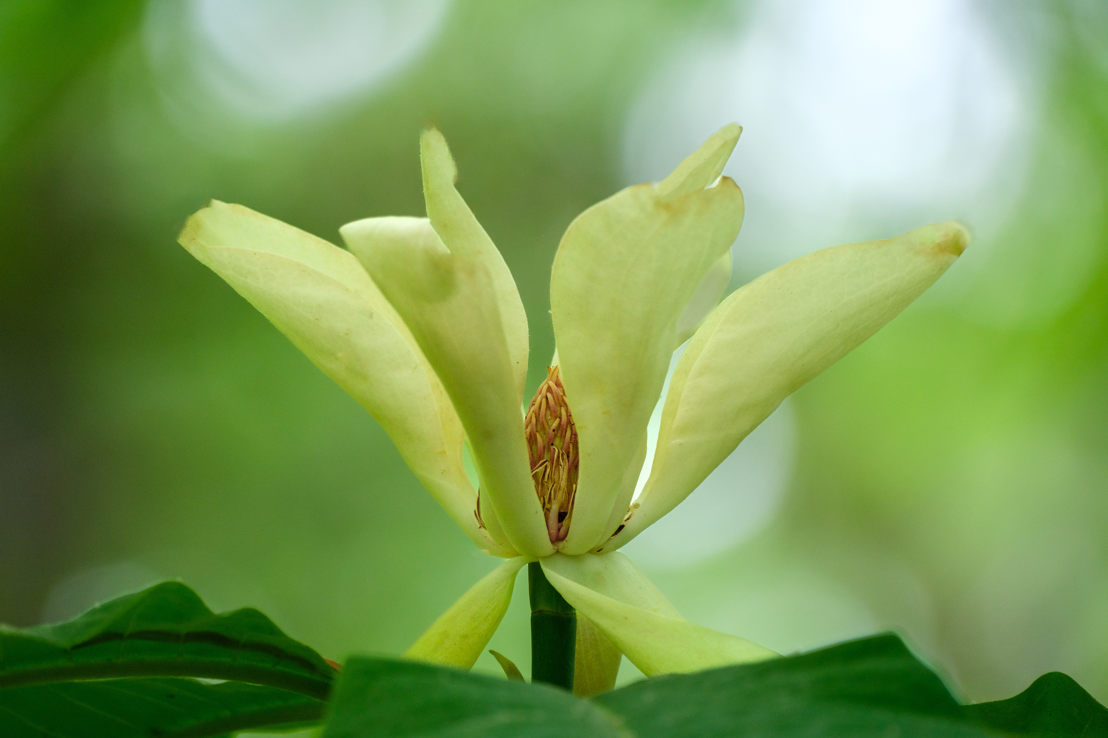 260531-559 Umbrella Magnolia (Magnolia tripetala)