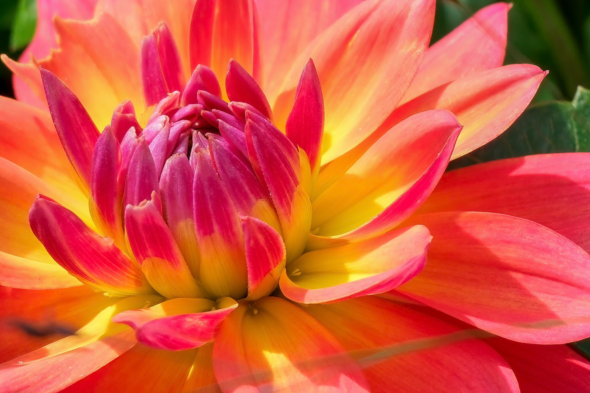 240906-465 Garden Dahlia (Dahlia pinnata)