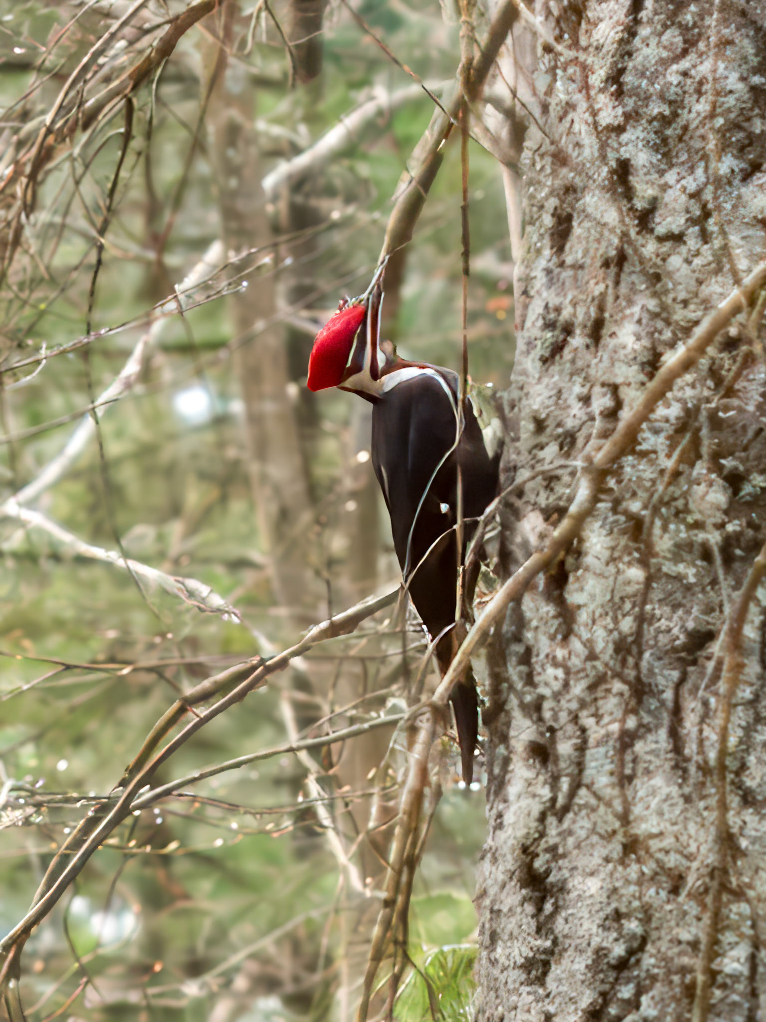 24417-003 Pileated Woodpecker