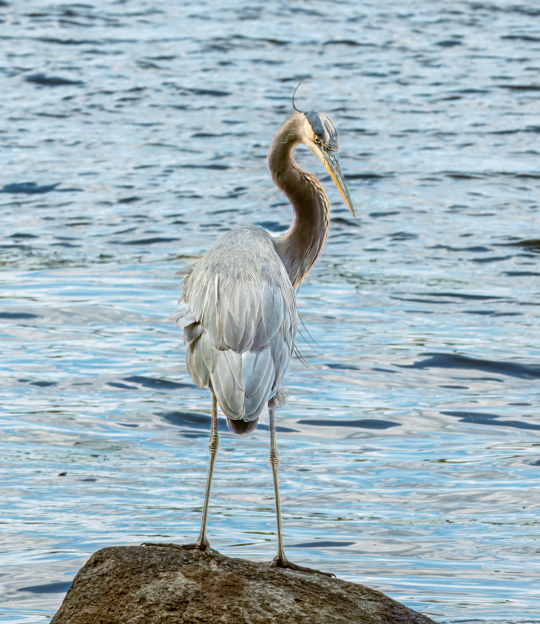 20A01025 Over the Shoulder Gaze