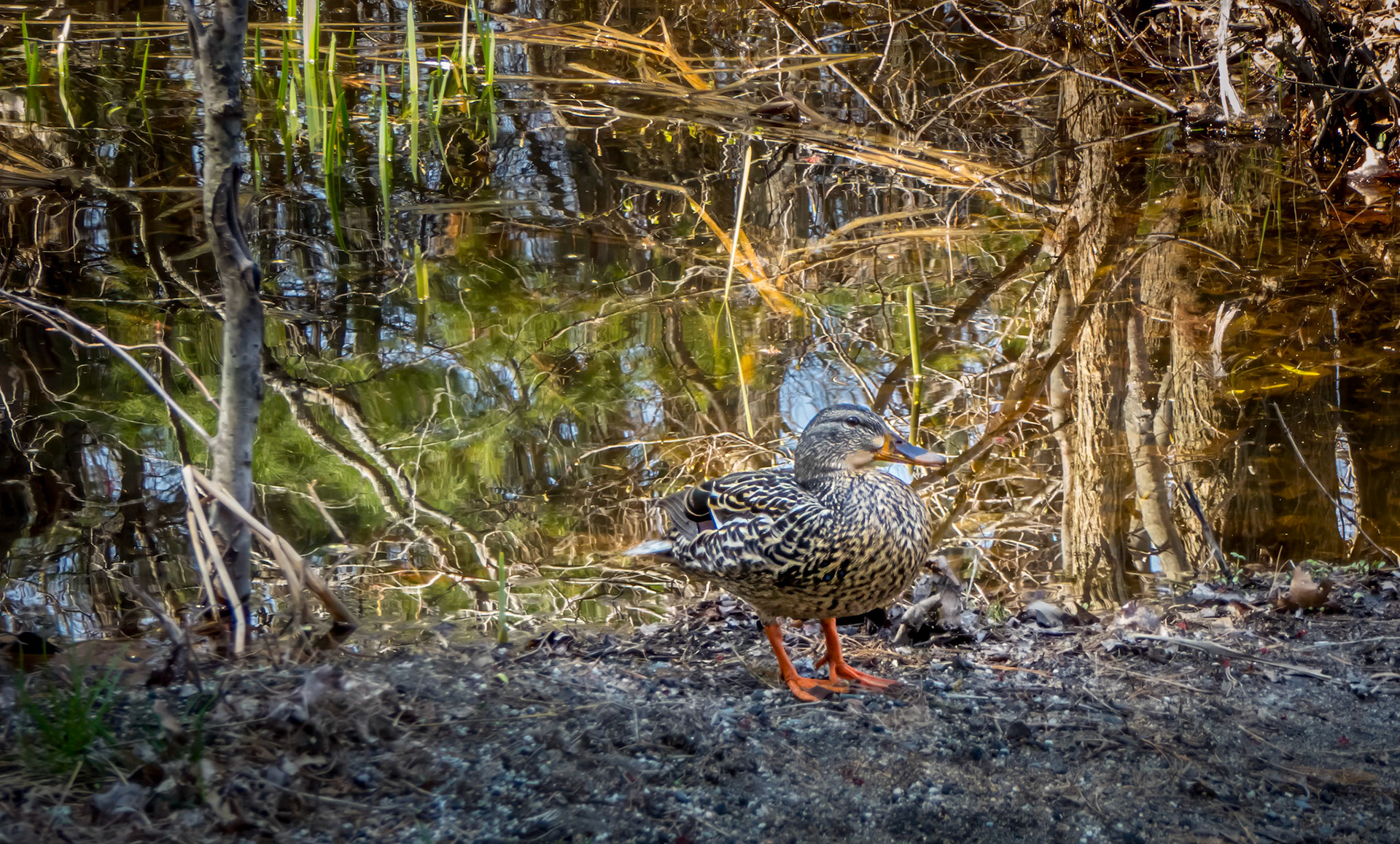 15504012 Female Mallard