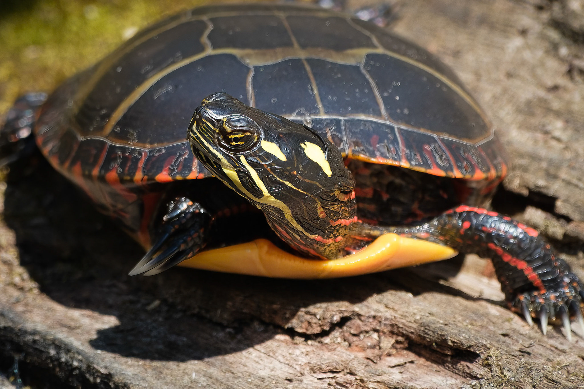 250424-717 Painted Turtle (Chrysemys picta)