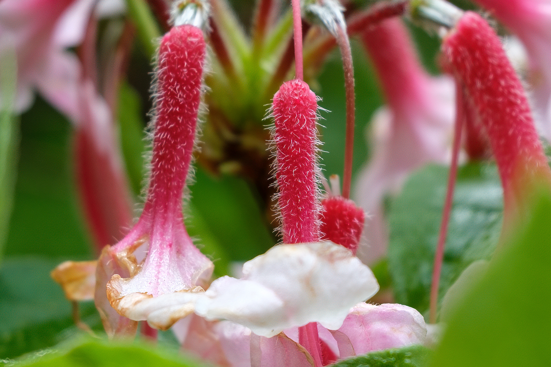 250524-531 Rhododendrons and Azaleas (Genus Rhododendron)