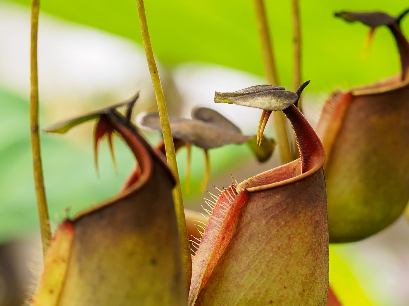 18712034 This Thing Bites