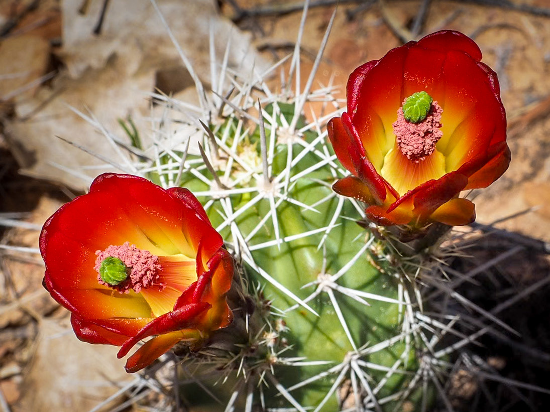 16419085 Cactus Flowers