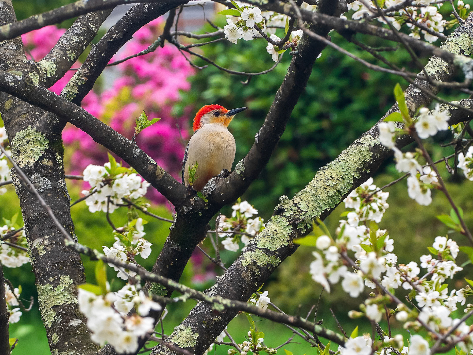 24501-042 Red-bellied Woodpecker