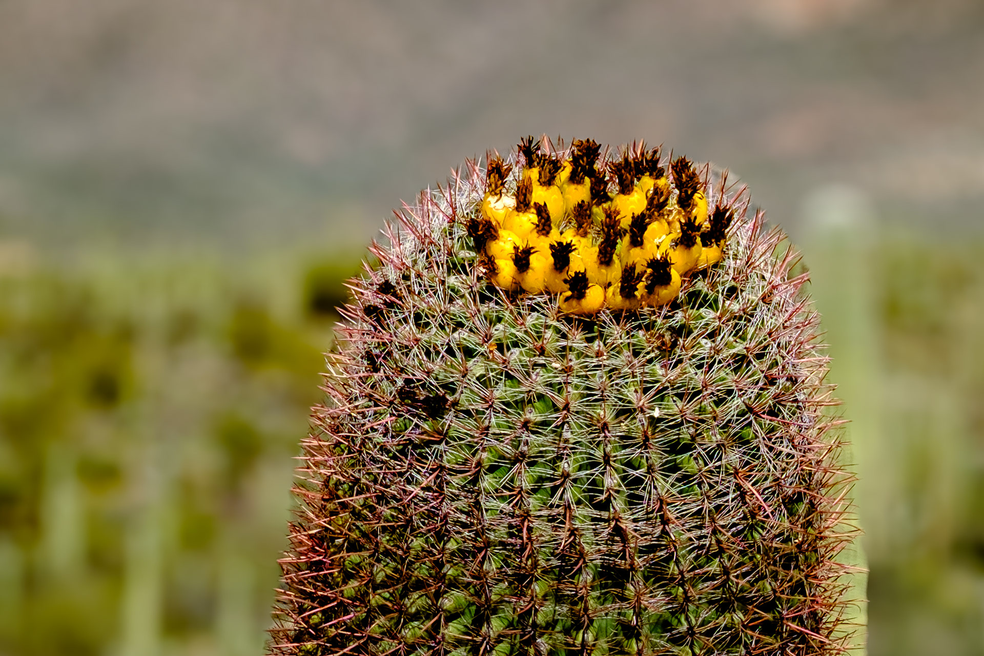 260218-928 Fishhook Barrel Cactus (Ferocactus wislizeni)