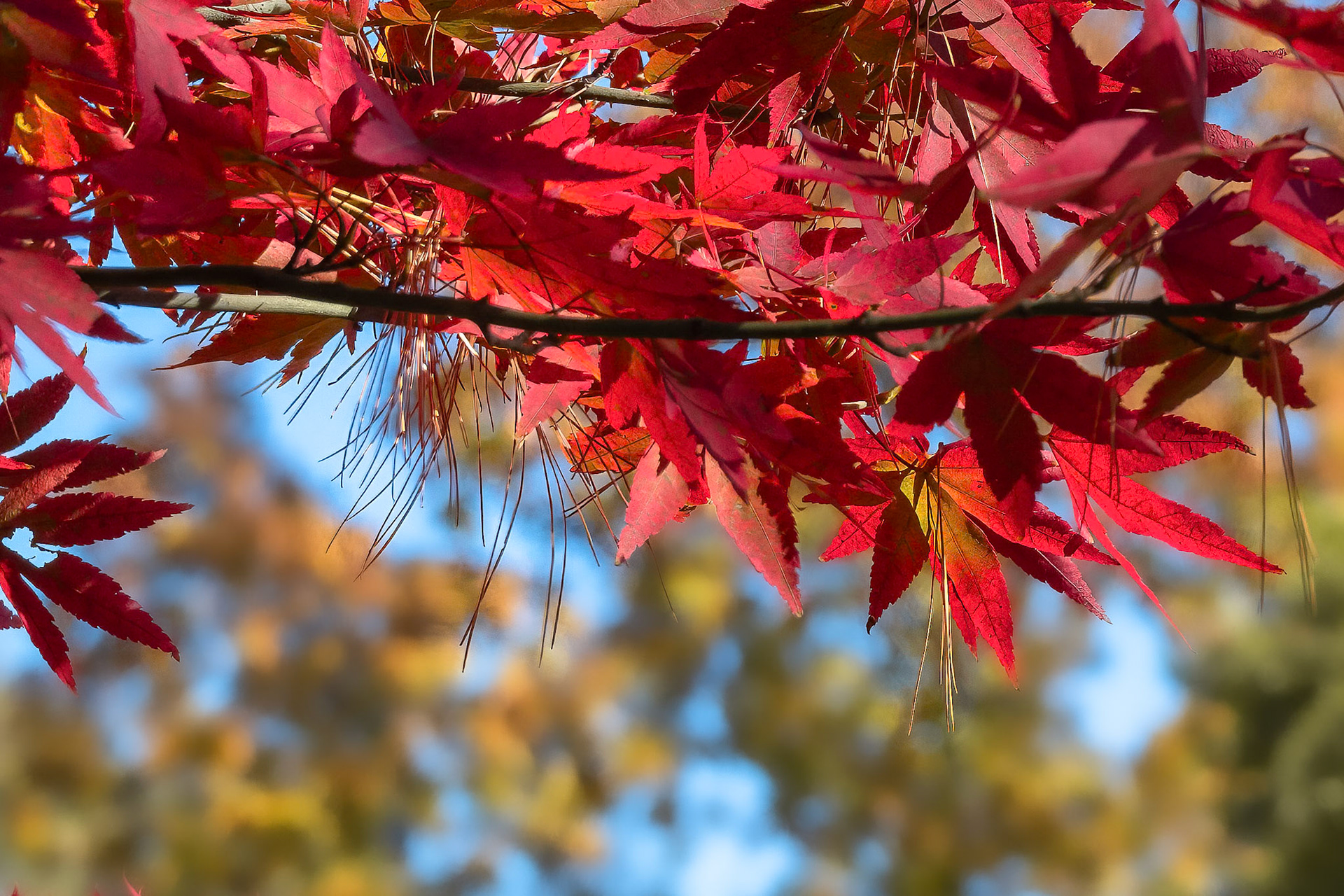 241020-233 Autumn Above