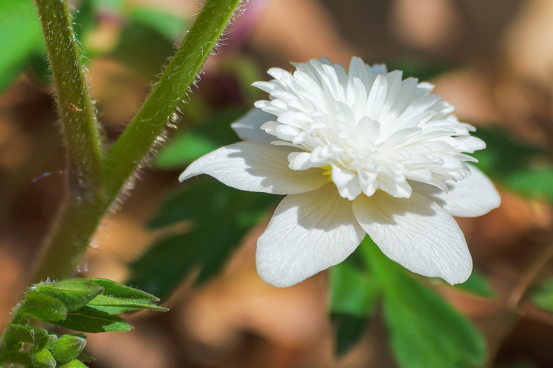 250429-805 Wood anemone, windflower (Anemone nemorosa 'Alba Plena')