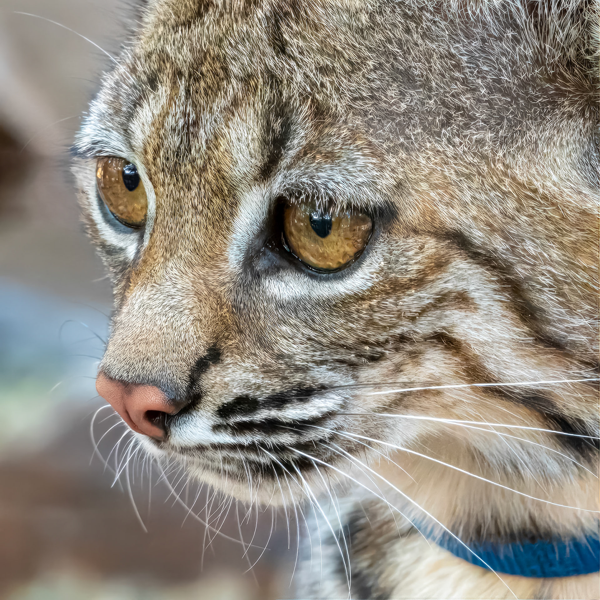 16820099 Bobcat Face 1