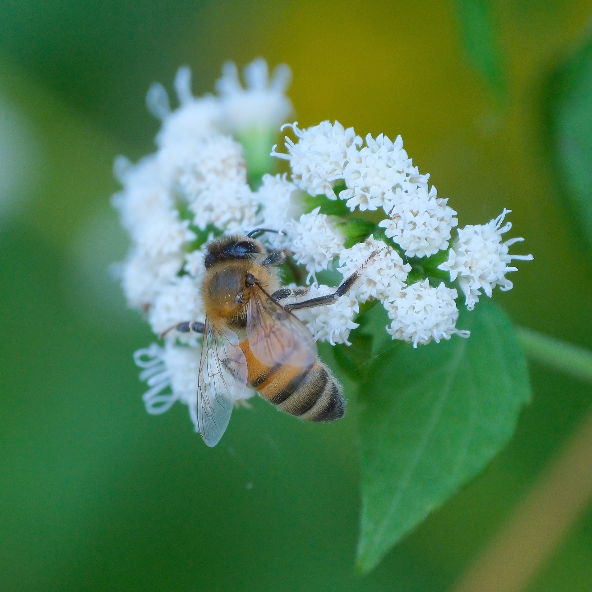 240915-751 Western Honey Bee (Apis mellifera)