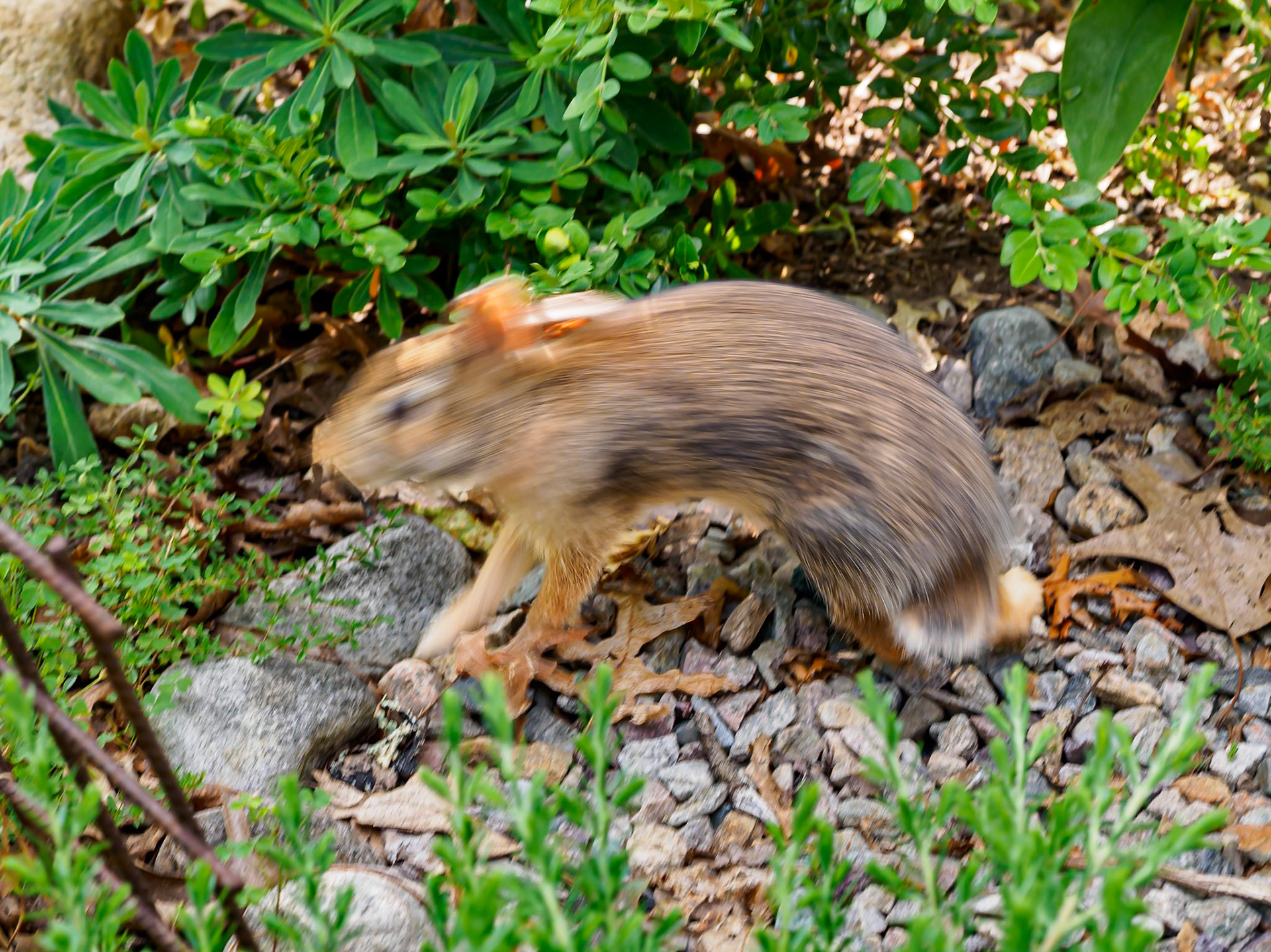 24726-037 Rabbit in Motion