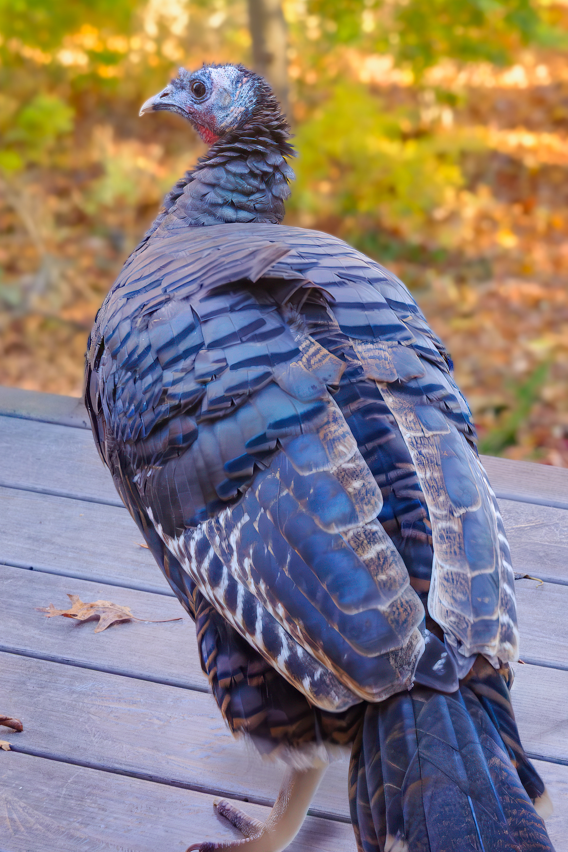251115-335 Wild Turkey (Meleagris gallopavo)