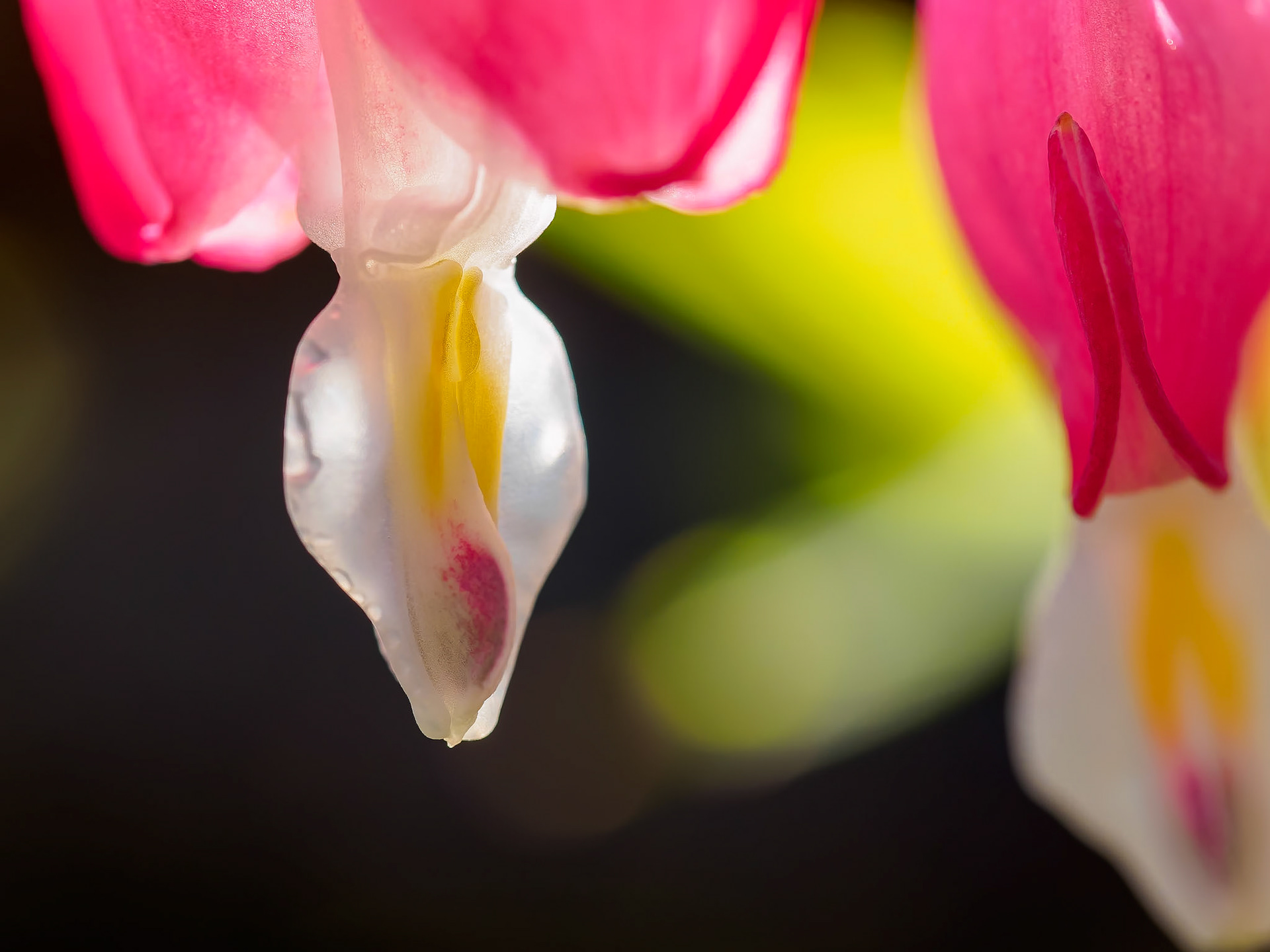 17502023 Hearts in the Sun