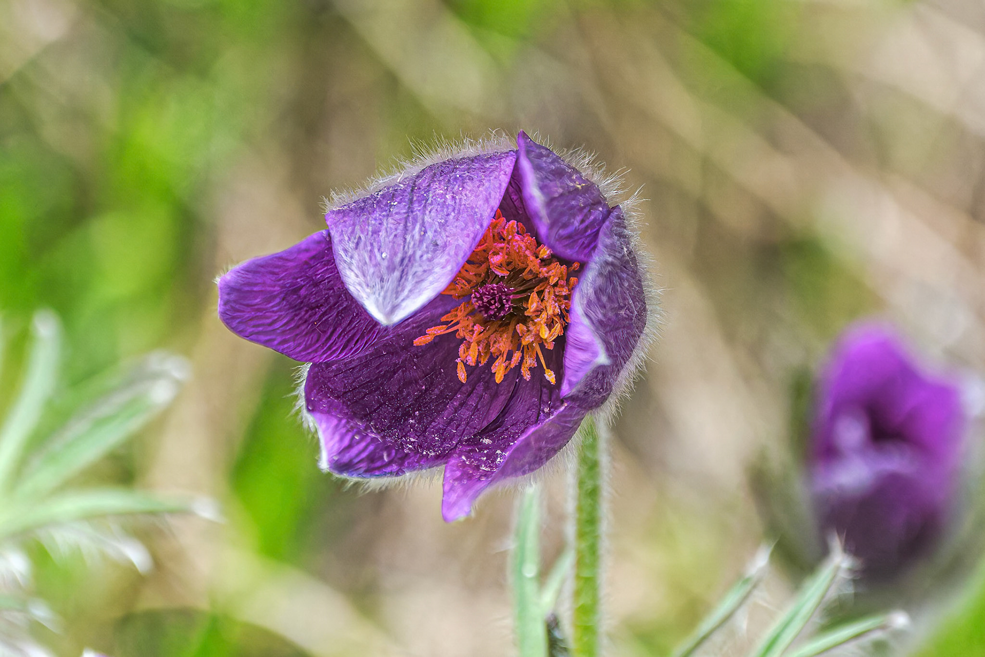250427-769 European Pasqueflower (Pulsatilla vulgaris)