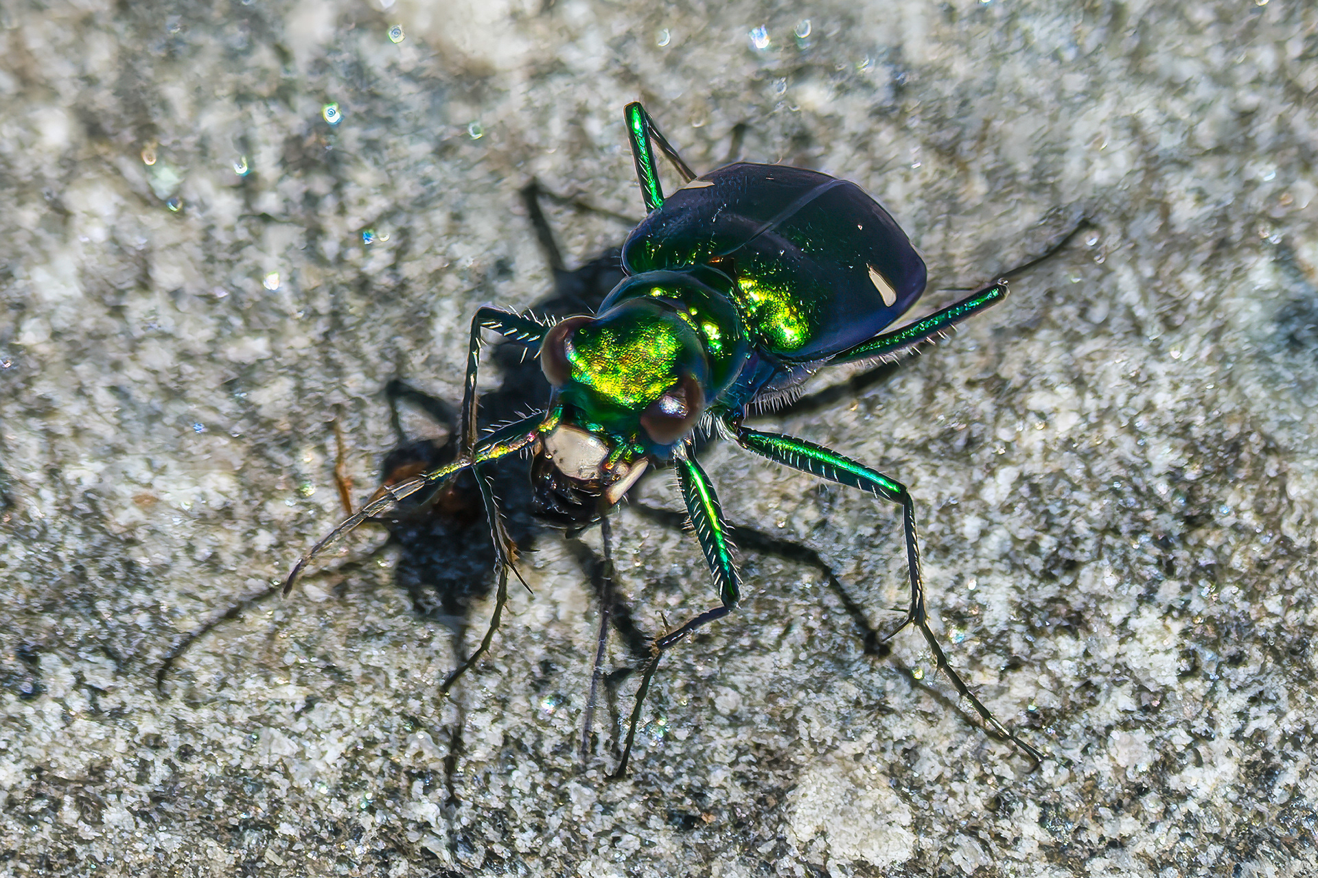 260427-262 Six-spotted Tiger Beetle (Cicindela sexguttata)