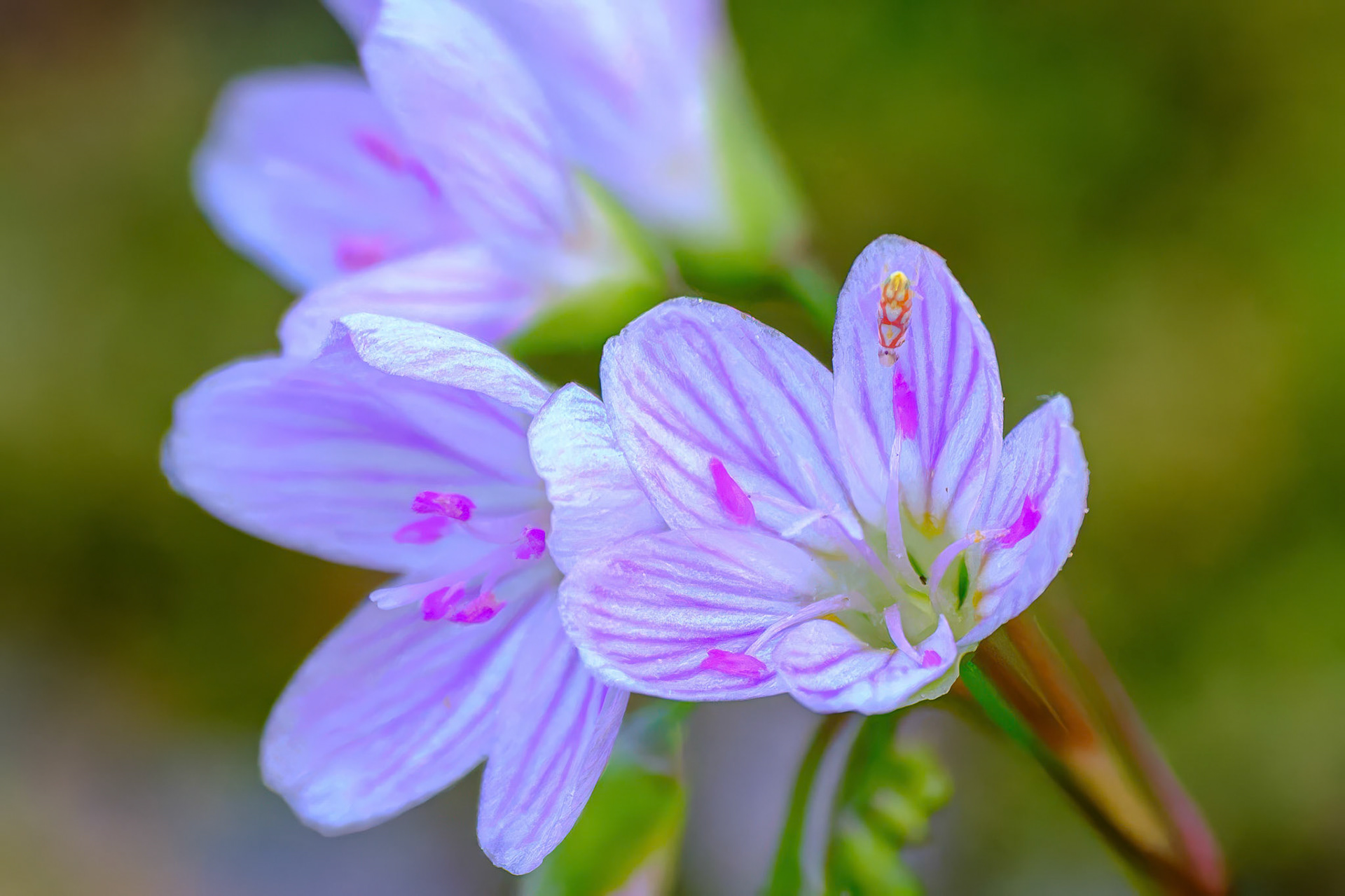 250430-006 Carolina Springbeauty (Claytonia caroliniana) with Microleafhopper (Erythroneura acuticephala)