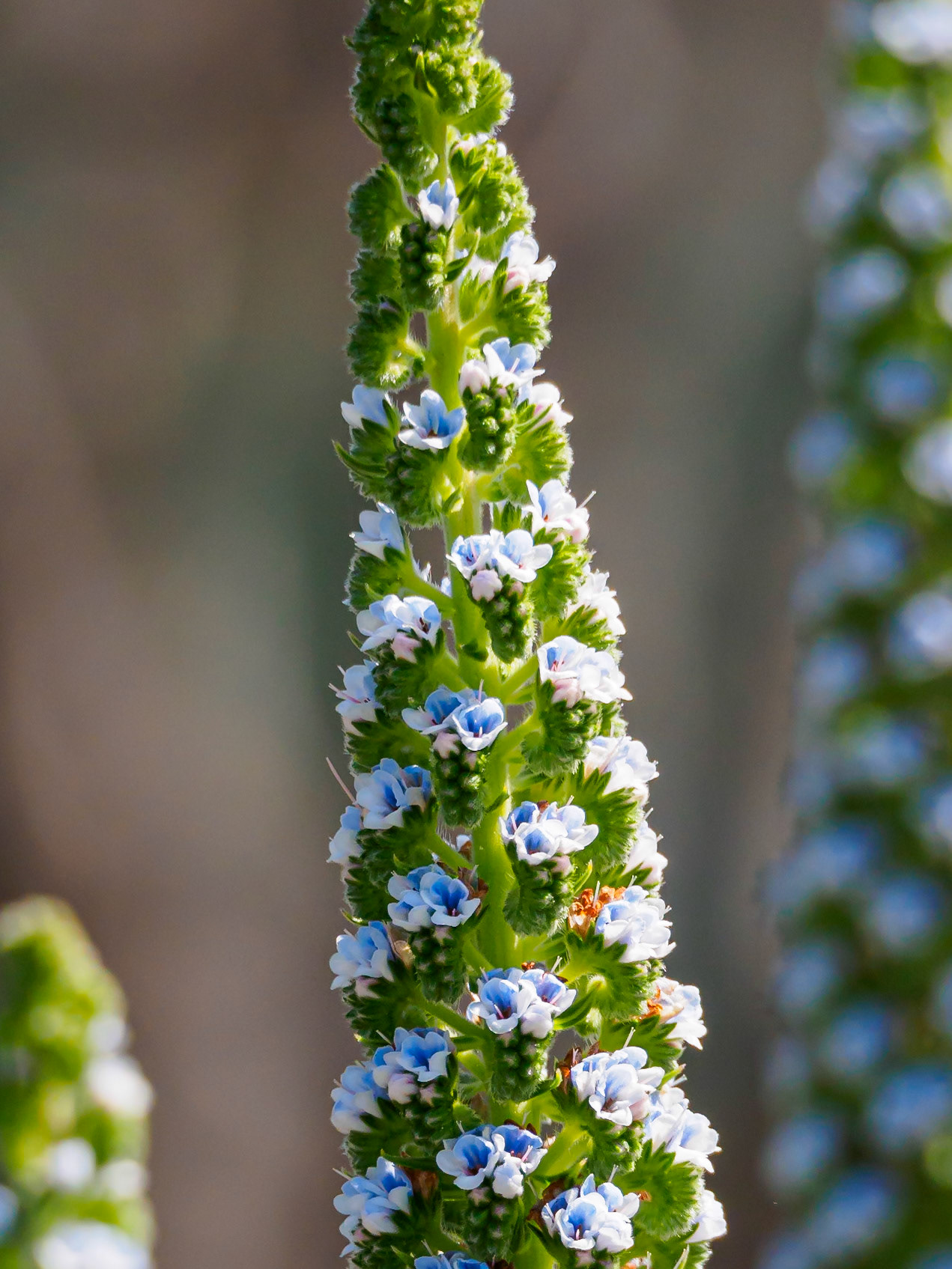 24317456 Echium virescens