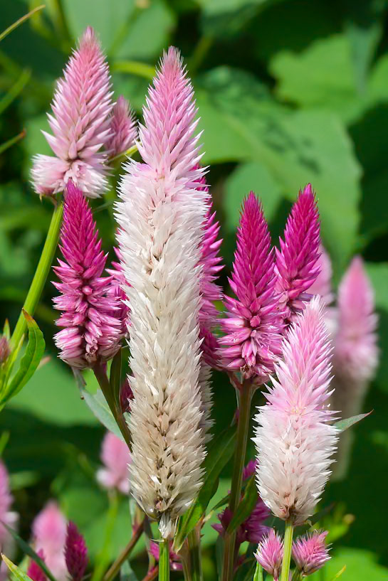 240906-459 Flamingo Feather Flower (Celosia spicata)