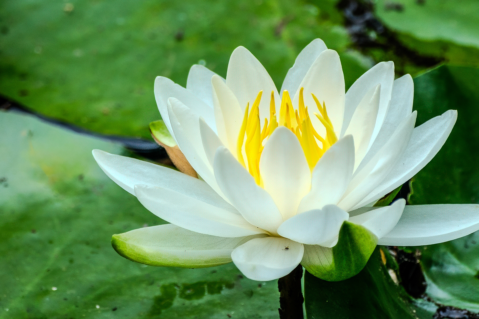 250626-802 American White Waterlily (Nymphaea odorata)