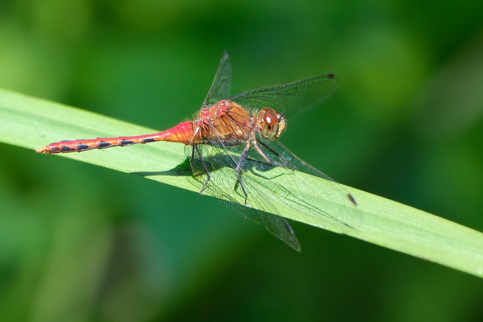 250722-264 White-faced Meadowhawk (Sympetrum obtrusum)