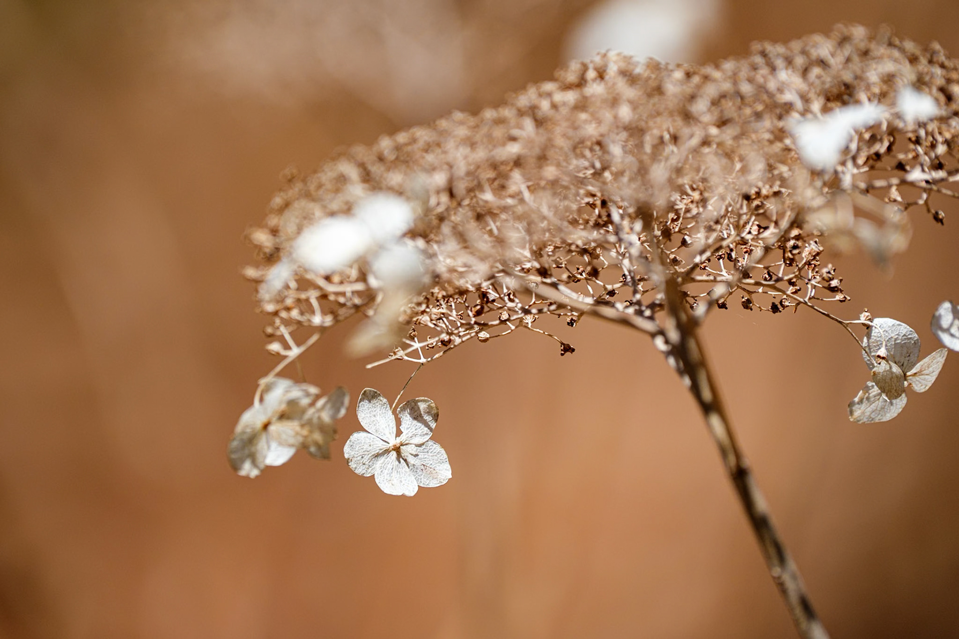 250417-233 Wild Hydrangea (Hydrangea arborescens)