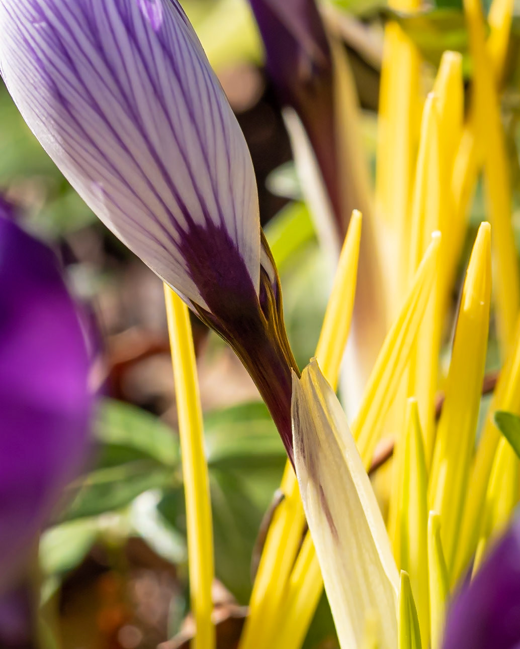 20315007 See Through