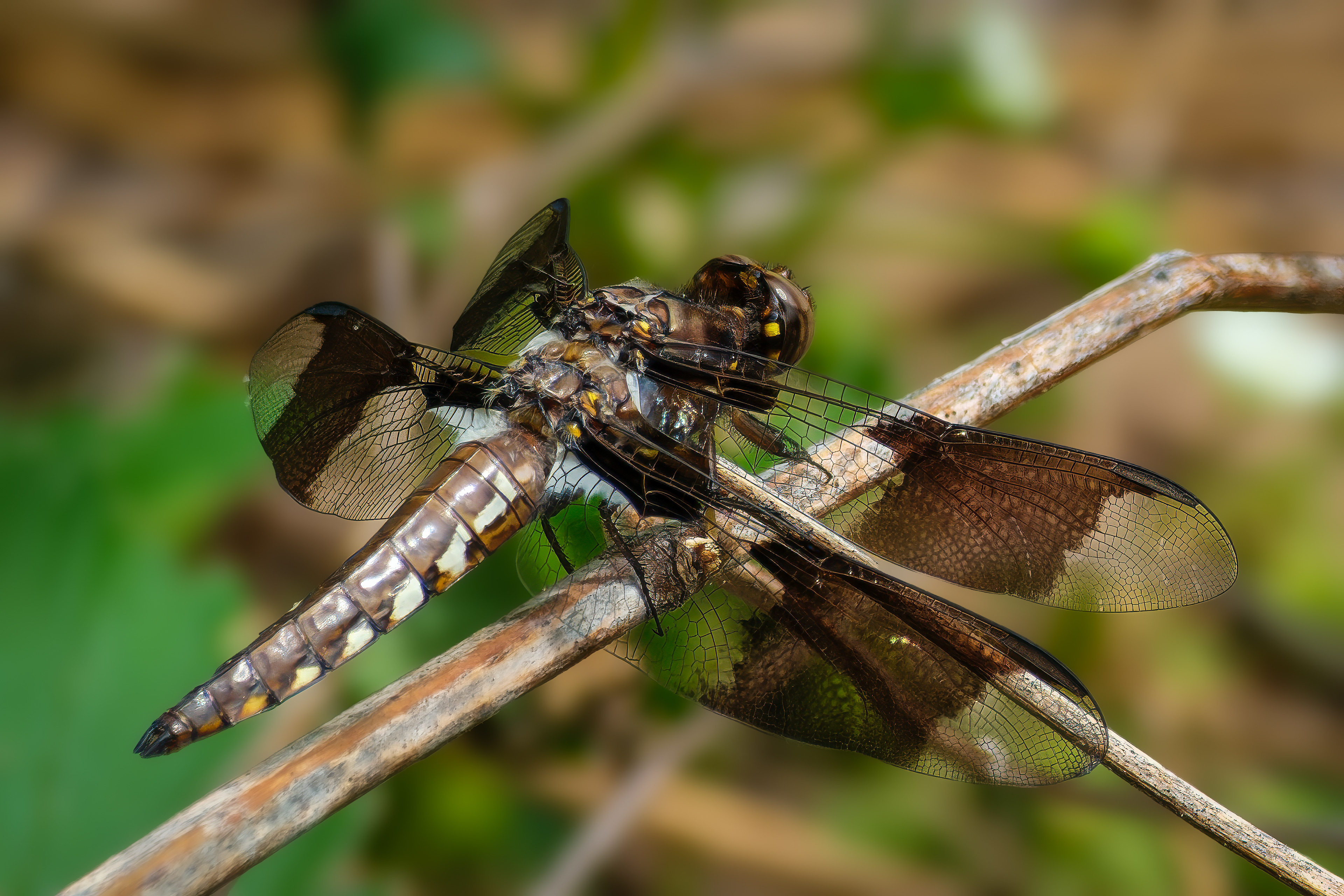 260521-501 Common Whitetail (Plathemis lydia)