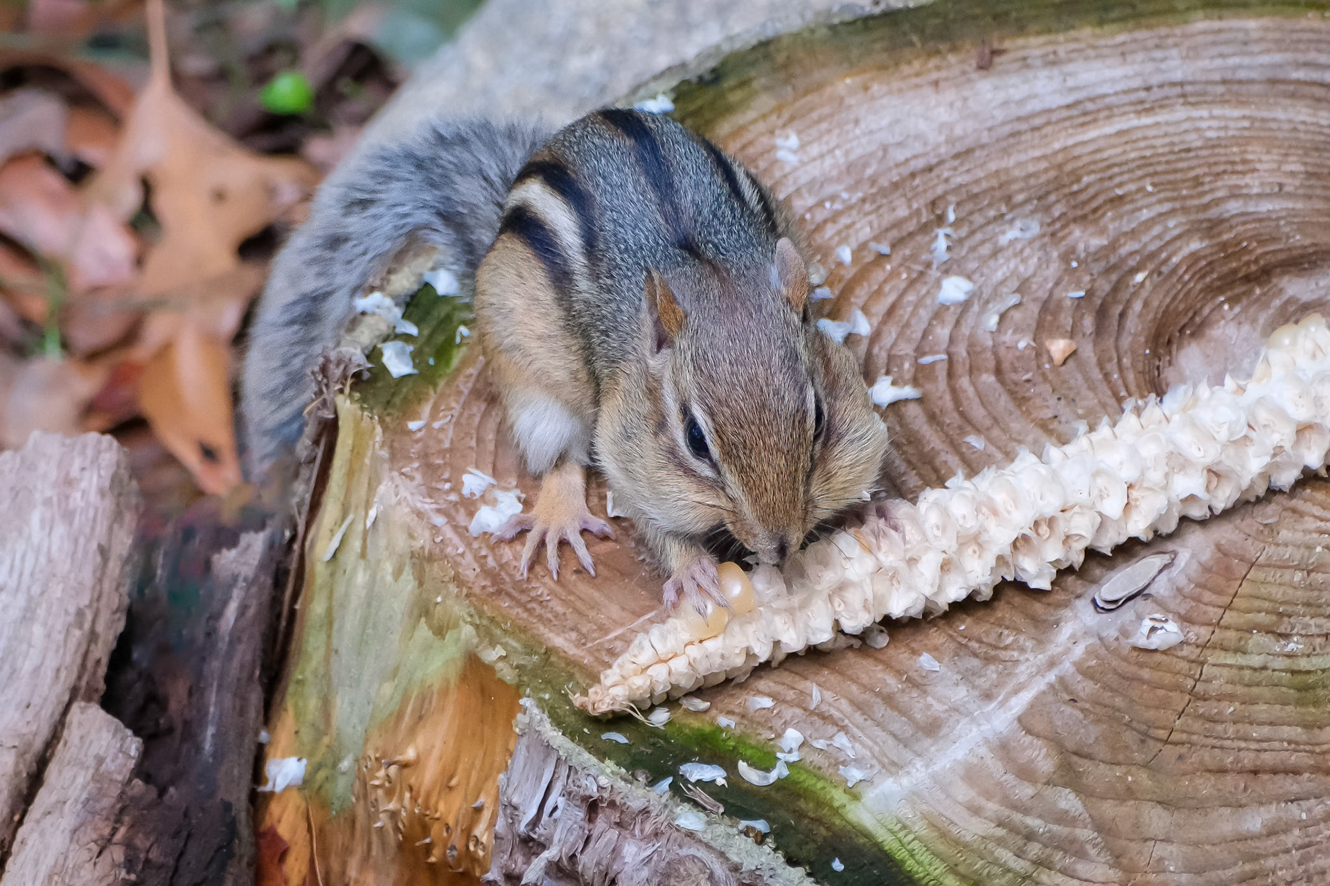 240928-996 Hungry Chippy