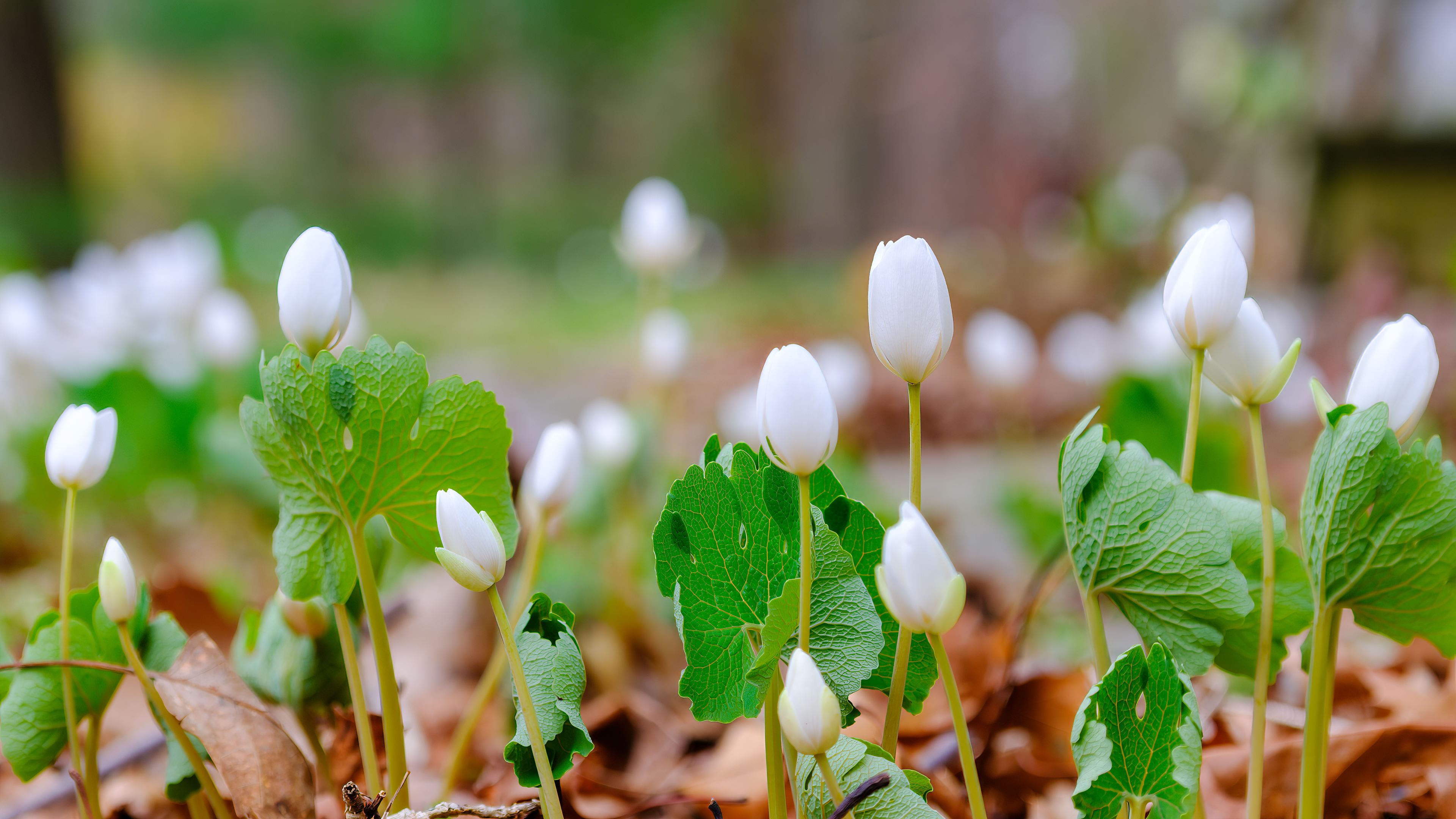 260415-977 Bloodroot (Sanguinaria canadensis)