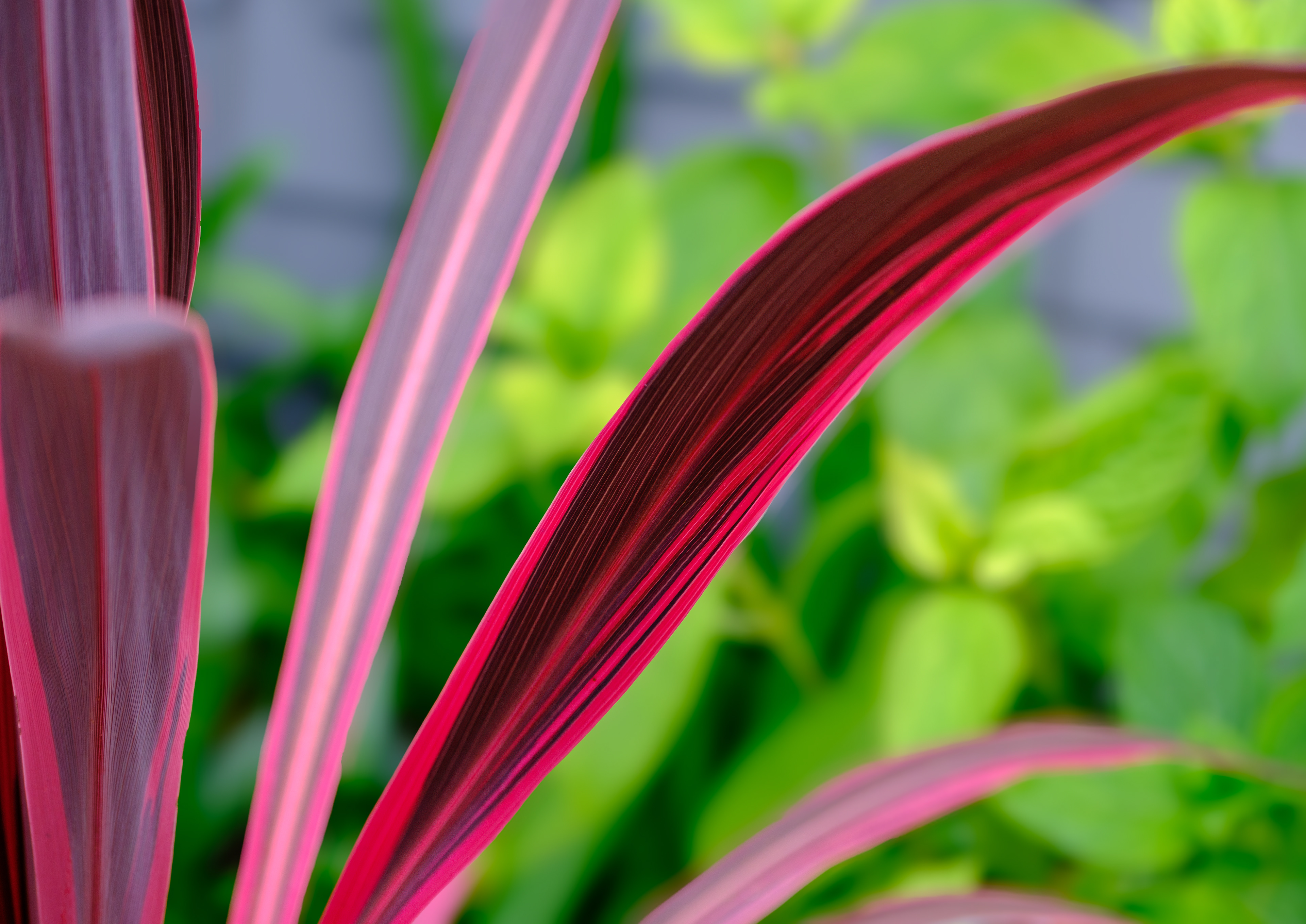 250715-188 Ti (Cordyline fruticosa)