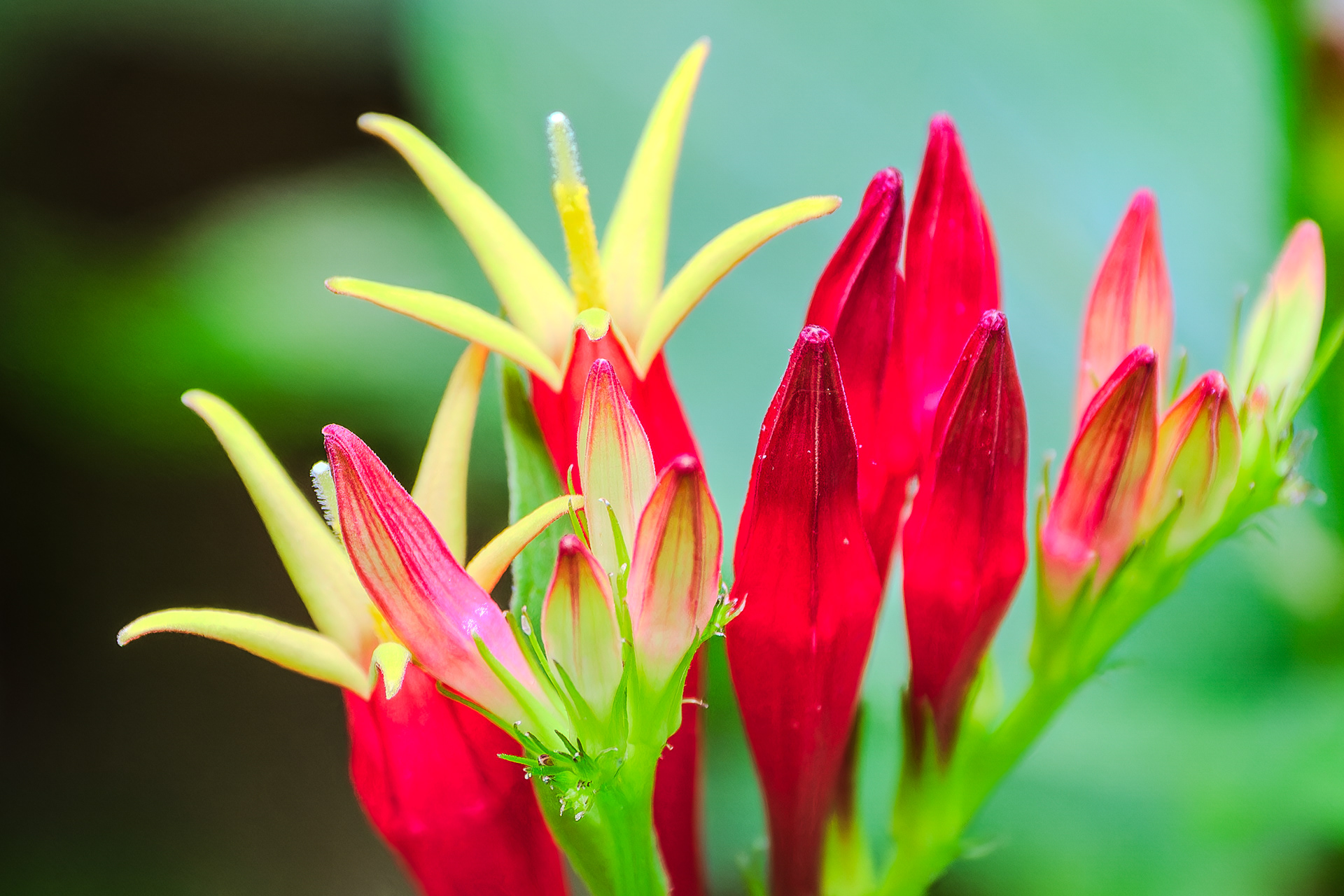 250626-809 Woodland Pinkroot (Spigelia marilandica)
