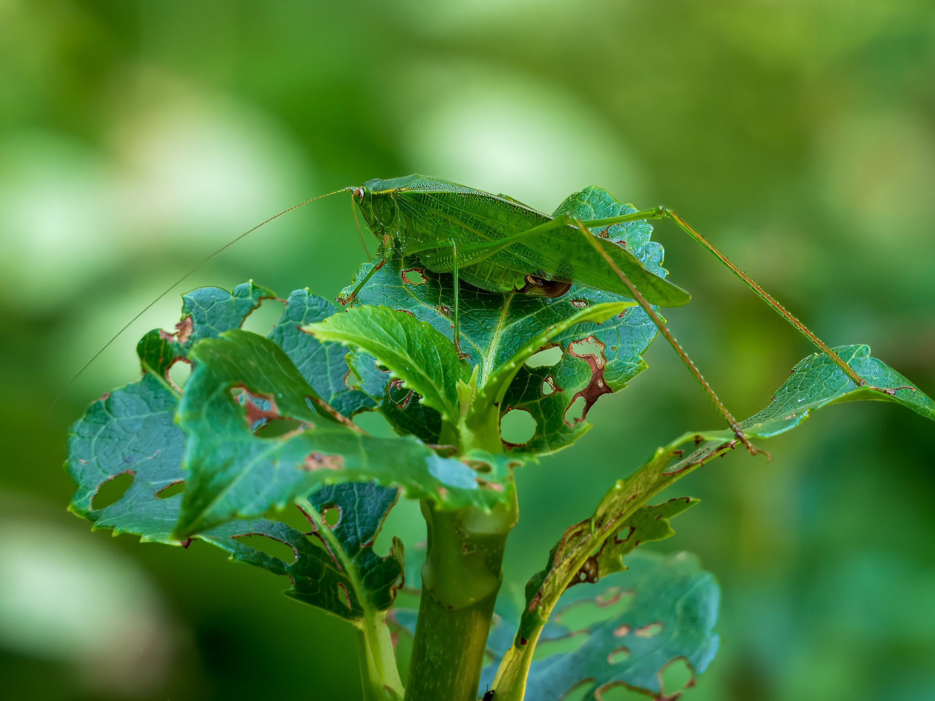 24824-029 Fork-tailed Bush Katydid (Scudderia furcata)