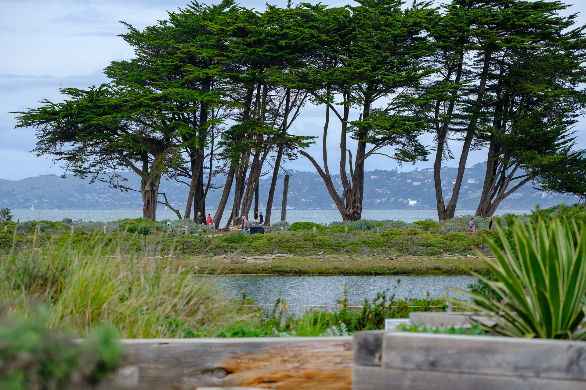260214-669 Across Crissy Field Marsh
