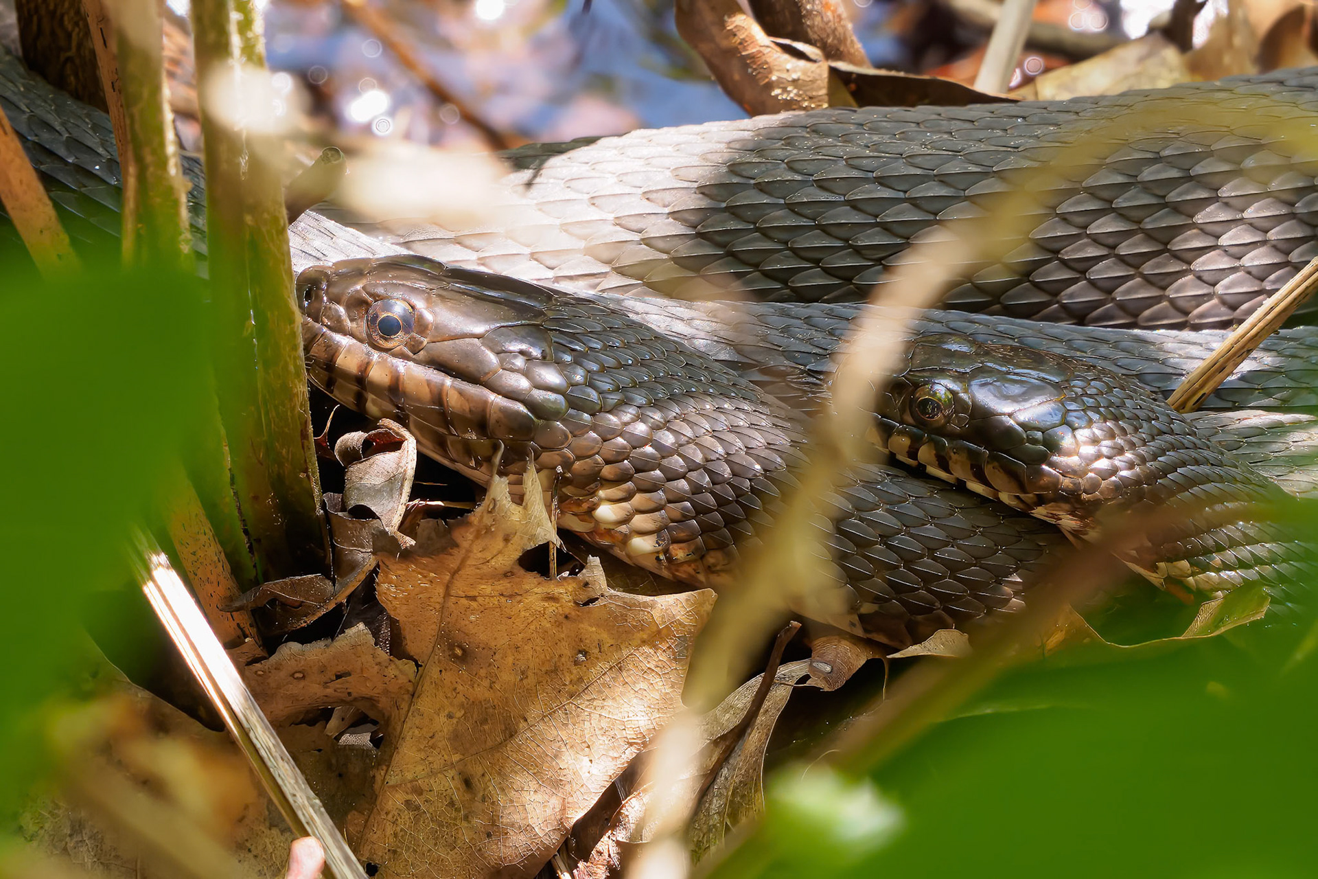 24526-028 Watersnakes