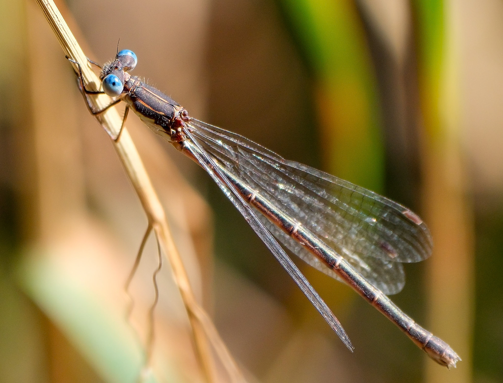 240915-691 Pond Spreadwings (Genus Lestes)