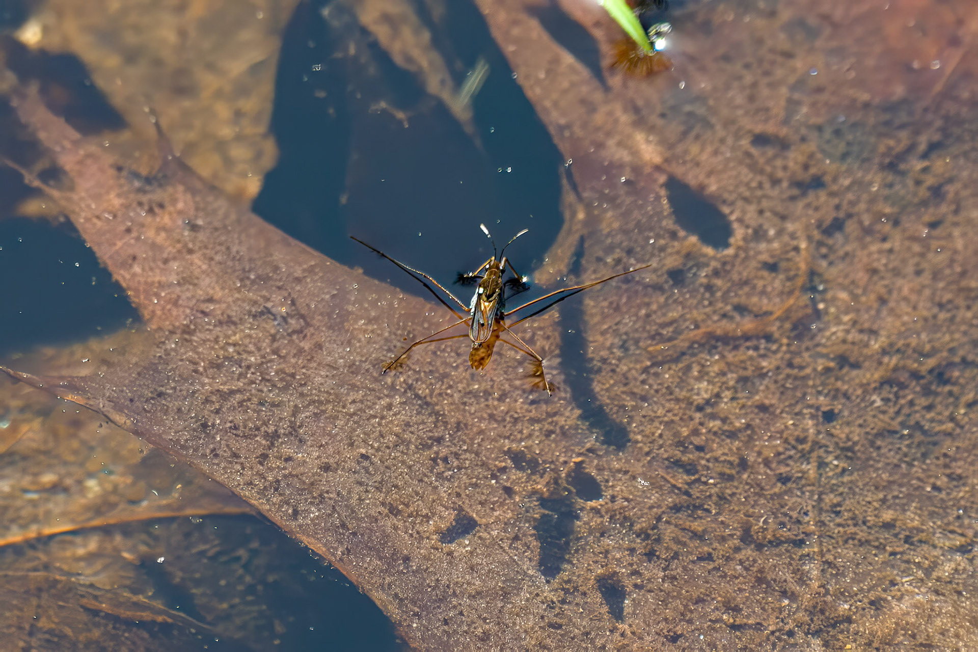 250429-824 Typical Water Strider (Subgenus Gerris)