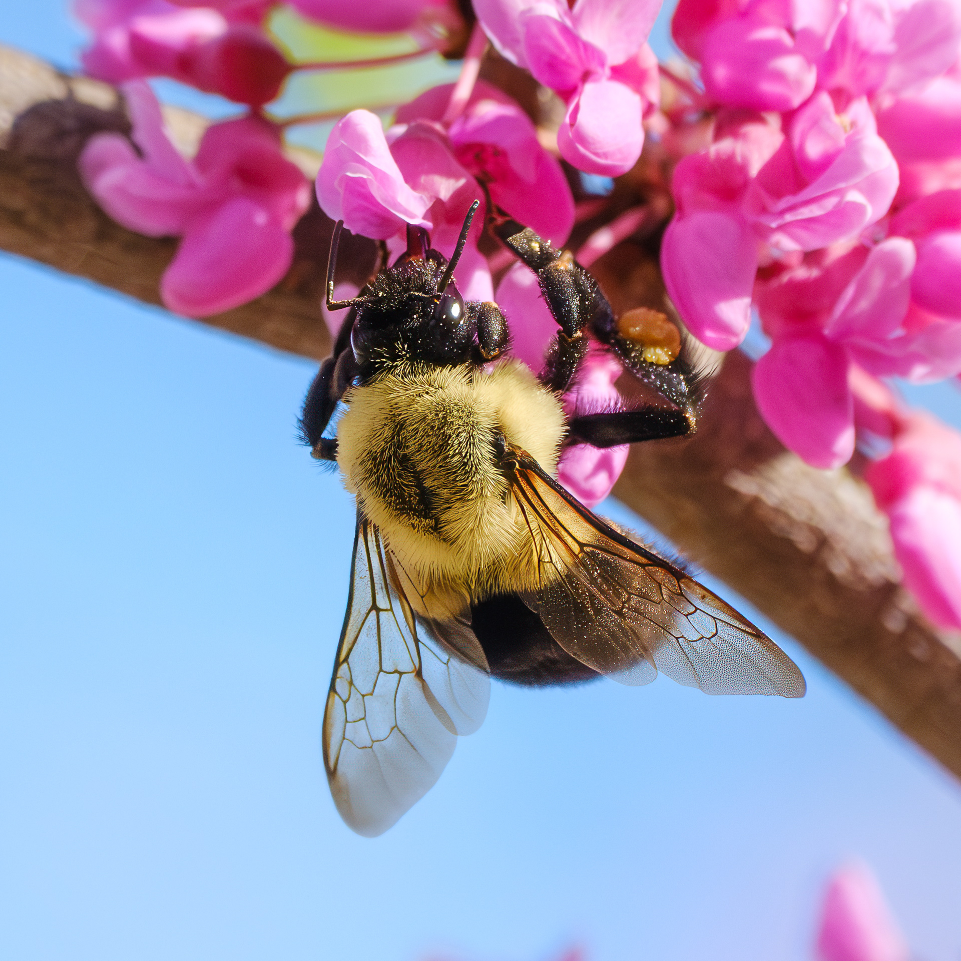 250430-021 Common Eastern Bumble Bee (Bombus impatiens)