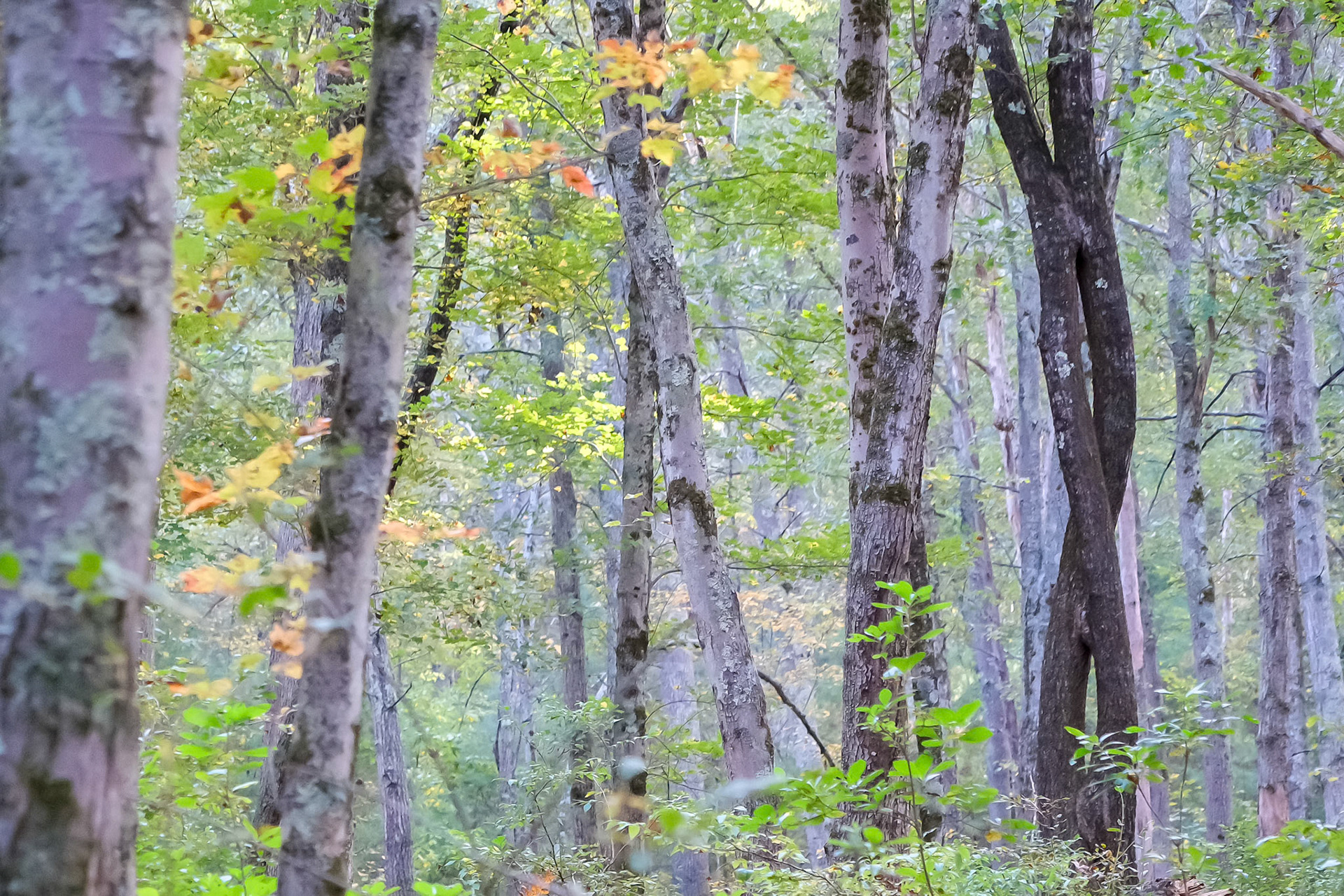 241001-058 Forest Trees