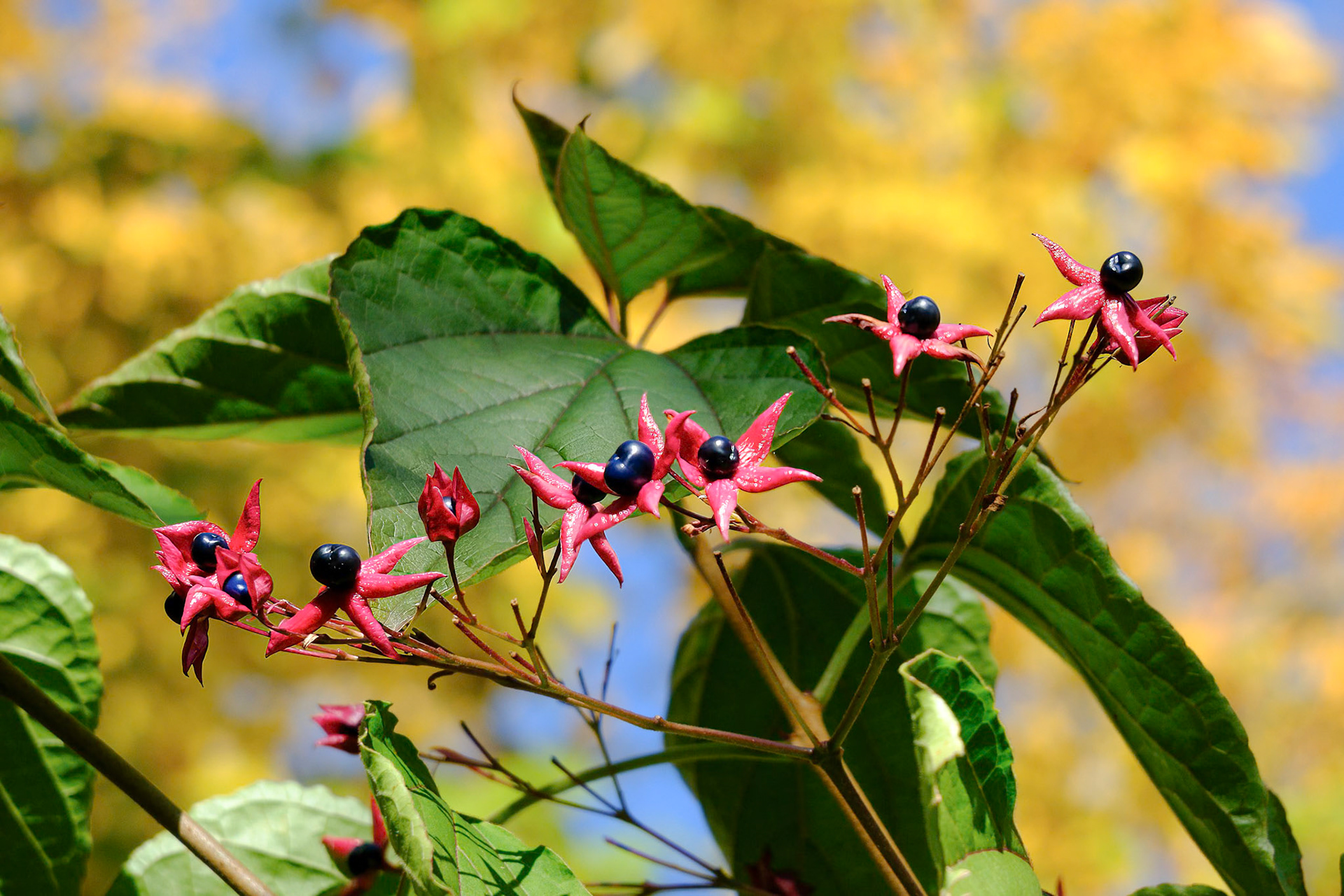 241020-207 Harlequin Glorybower (Clerodendrum trichotomum)