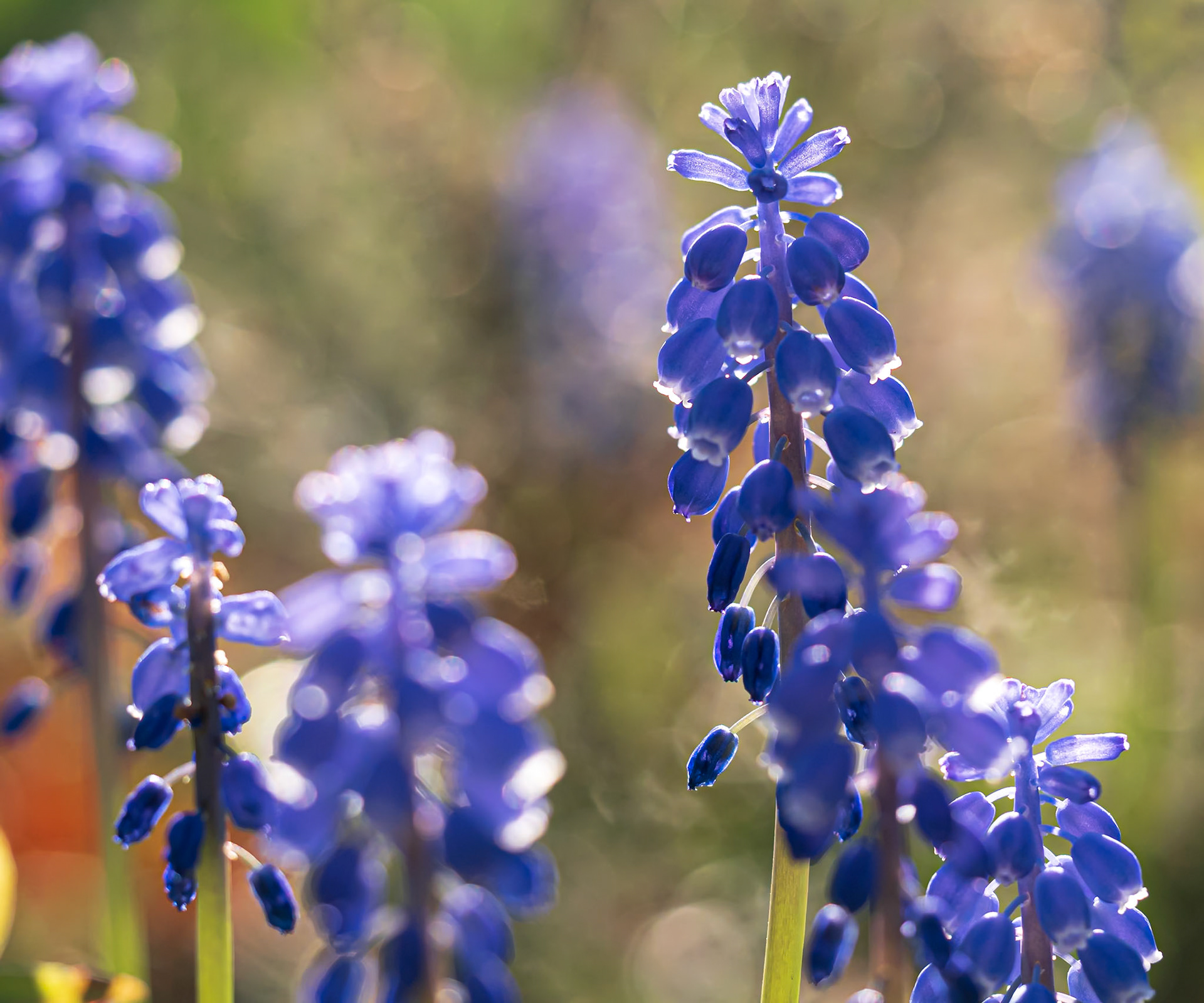 20503045 Shimmering Grape Hyacinths