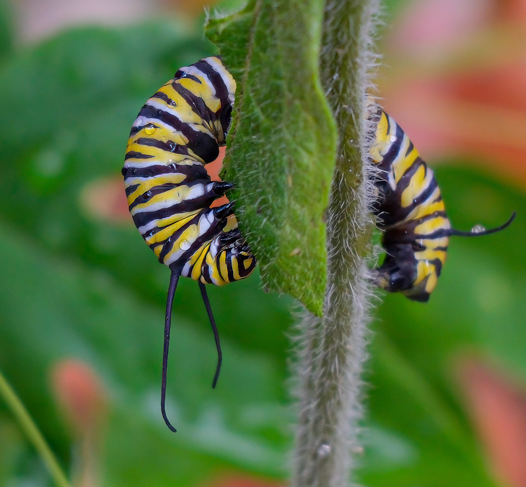 240922-918 Monarch Caterpillar
